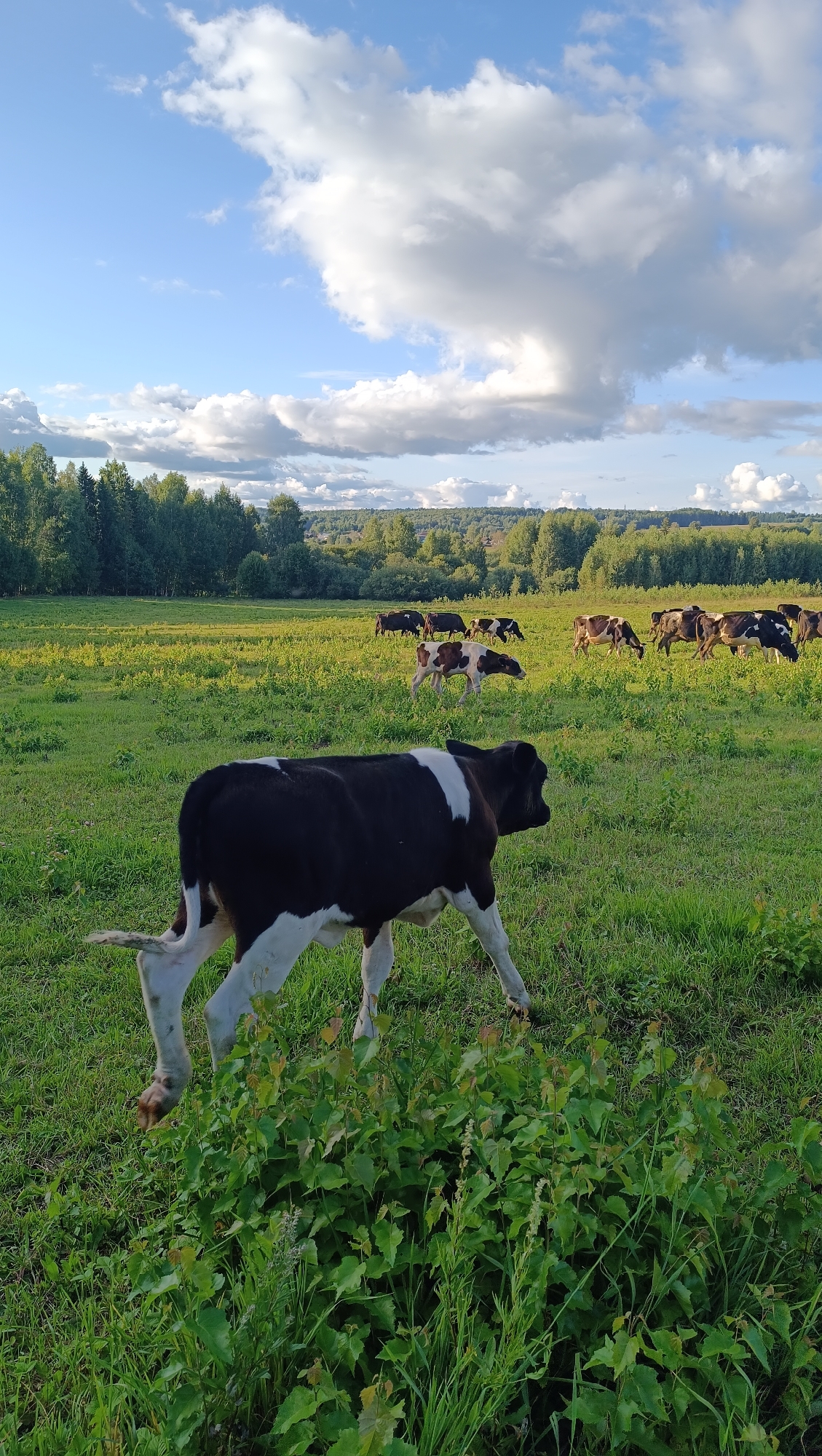 A young black and white calf stands in a lush green field, its body angled to the right as it grazes. In the background, a herd of cows is scattered across the expansive pasture, some also grazing. The field is bordered by a dense line of trees, and beyond them, rolling hills are visible under a partly cloudy sky. The scene is typical of a rural landscape, likely in the city of Karsha, Russia, during a period of good weather.