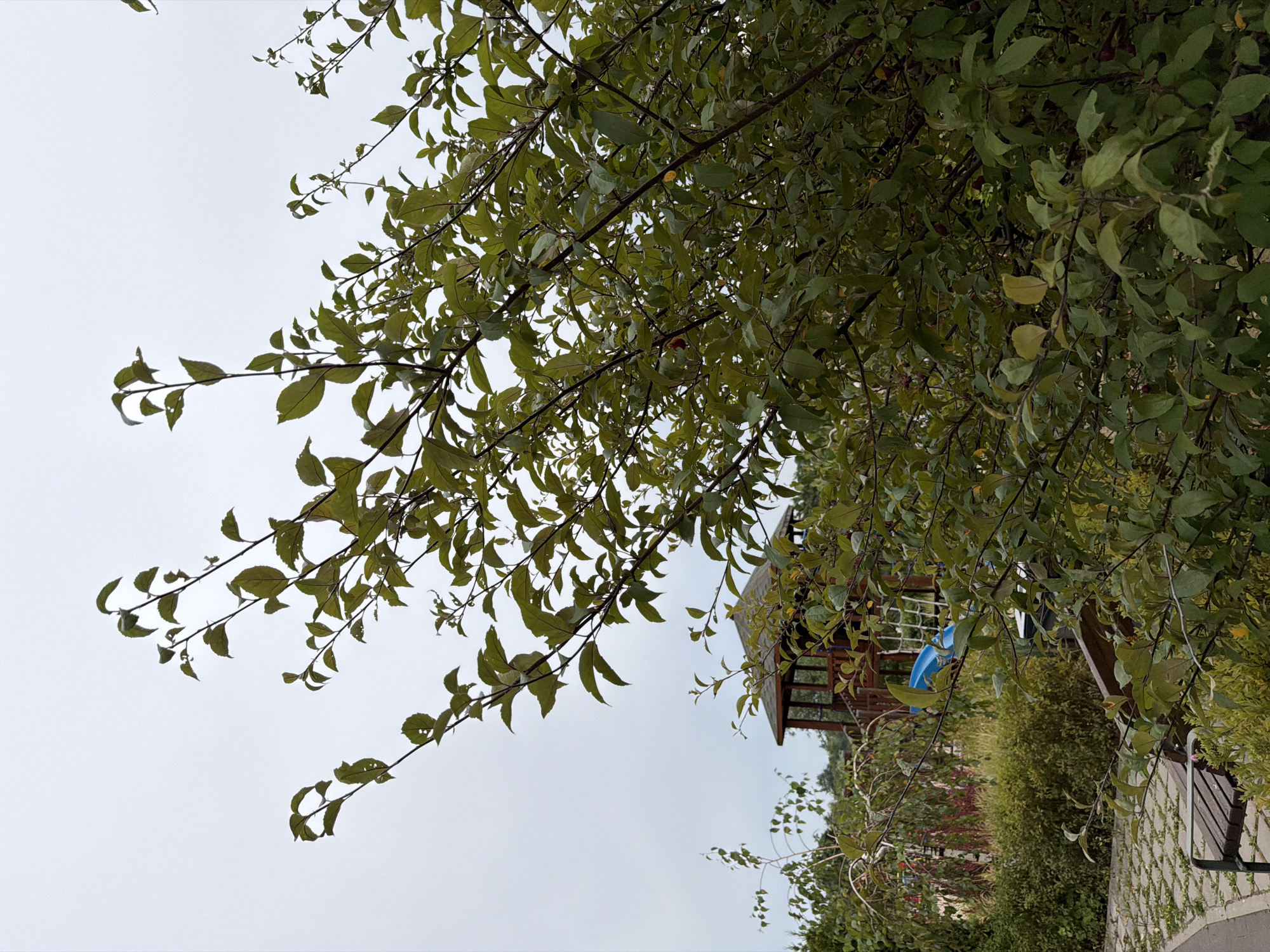 In the foreground, a dense, leafy tree with green foliage and some small red fruits dominates the right side of the image. The sky above is overcast and a pale gray. In the background, a wooden children's playground structure with a blue slide is visible, partially obscured by the foliage. To the left of the playground, there are bushes and some paving stones. A dark wooden bench with a metal frame is situated in the lower left corner of the image. The scene appears to be an outdoor area, possibly a park or a backyard, in Kyiv, Ukraine. No people are visible in the image.