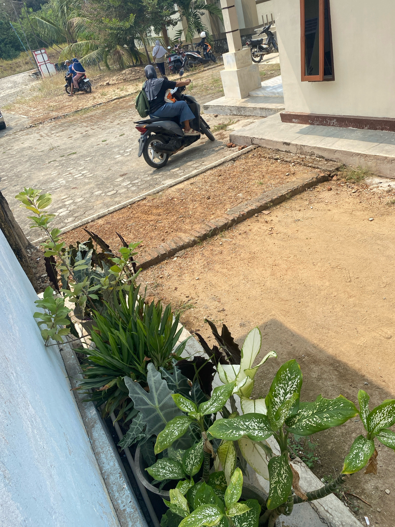 In Mojo Pahit, Indonesia, a scooter with two individuals wearing headscarves is captured in motion on a paved surface. The driver, wearing a black headscarf and a green backpack, is operating the scooter while the passenger, in a blue headscarf and jacket, is seated behind them. Further in the background, a person in a light headscarf and shirt dismounts from a parked scooter. The environment features a building with a light-colored facade and a brown-framed window, adjacent to a dirt and gravel area. Several potted plants, including those with large, patterned leaves and others with long, green blades, are visible in the foreground, positioned alongside a light blue wall. The scene is illuminated by sunlight, casting shadows and highlighting the textures of the ground and vegetation.