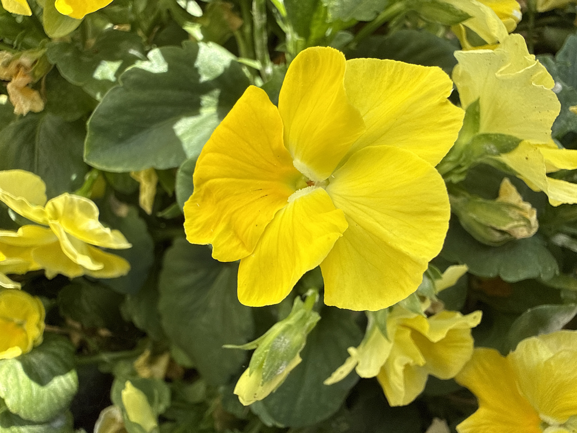 The image is a close-up, eye-level shot of bright yellow pansies in bloom. The flowers are the primary focus, with their vibrant petals and green foliage filling the frame. Sunlight creates highlights on the petals and leaves, suggesting an outdoor setting. There are no people or other animals visible. The background consists of more greenery and some blurred yellow petals, indicating a cluster of flowers. The image appears to be taken in a garden or flower bed, possibly in Alsfeld, Germany, given the context.