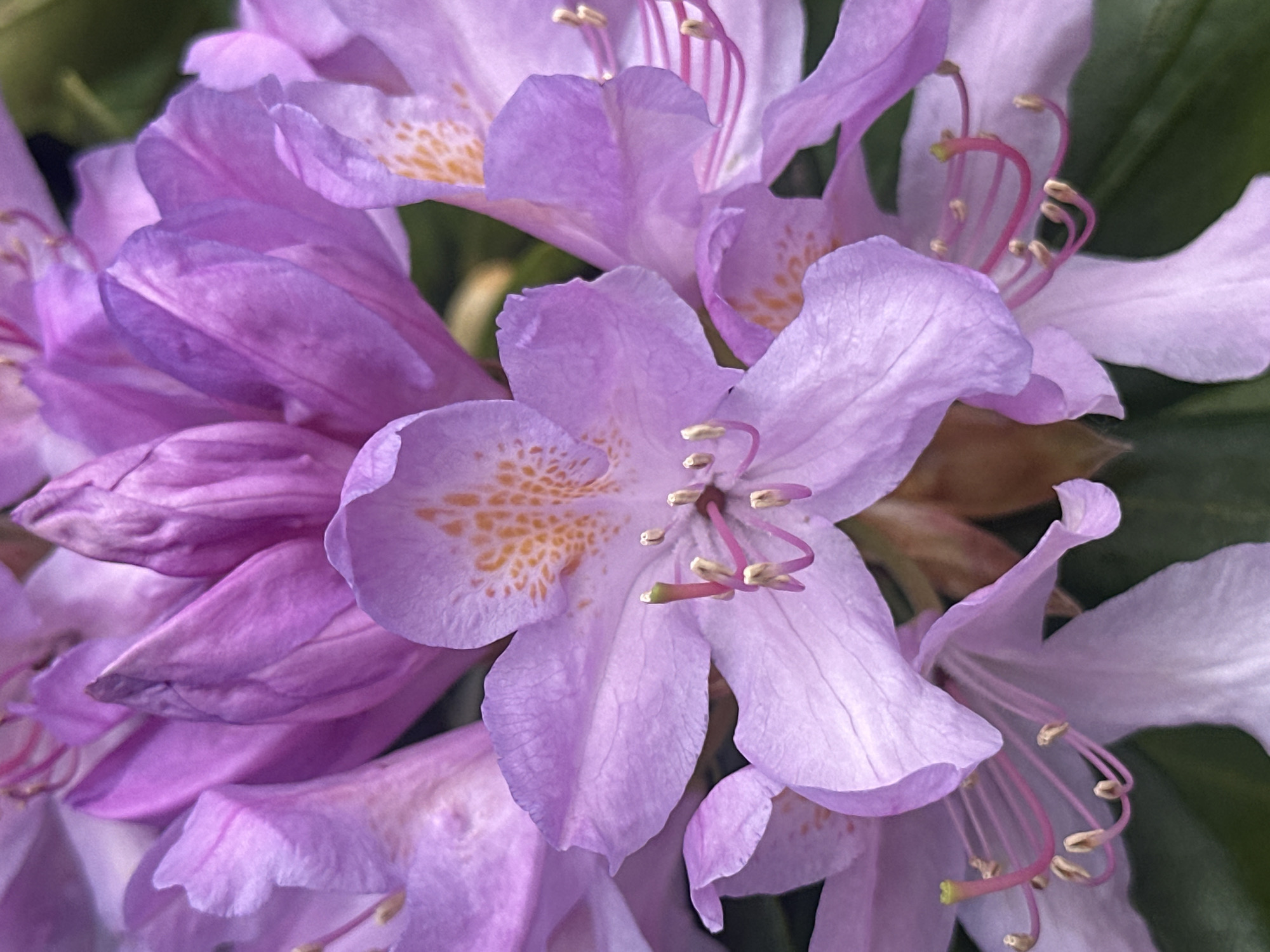 This is a close-up shot of a cluster of light purple rhododendron flowers, possibly located in Tunbridge Wells, United Kingdom. The flowers have a distinctive petal structure with slight variegation and small orange speckles on the inner petals. The stamens are prominently visible, with reddish-pink filaments and light-colored anthers. Some of the flowers are fully open, while others are partially closed. The background shows hints of green foliage. The image is well-lit and focused, showcasing the intricate details of the rhododendron blossoms.