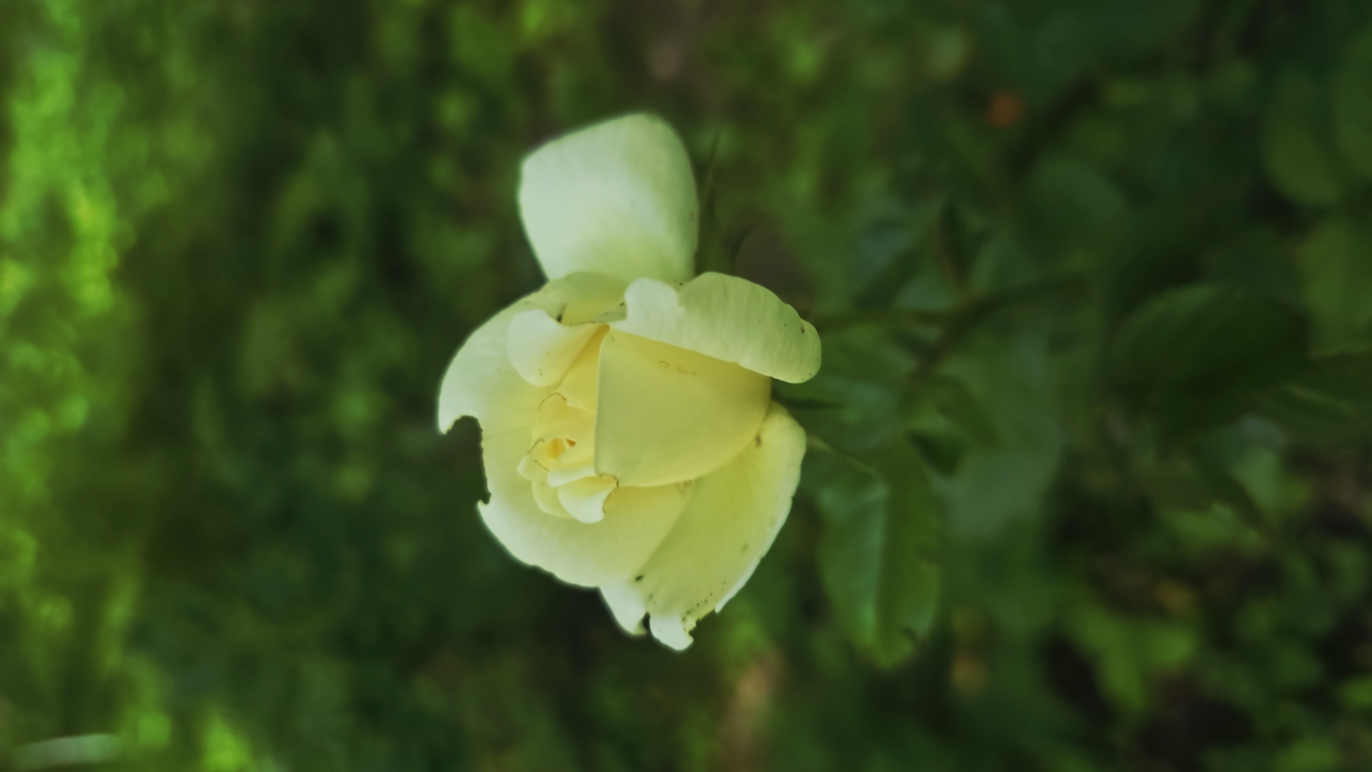 A close-up, overhead shot captures a pale yellow rose in bloom. The rose is partially unfurled, revealing its delicate inner petals. The outer petals show some signs of wear, with slight tears or imperfections along their edges. The background is a soft blur of deep green foliage, creating a natural garden setting. The lighting suggests it could be daytime, possibly with dappled sunlight filtering through leaves. The overall mood is serene and naturalistic. No people or text are visible in the image.