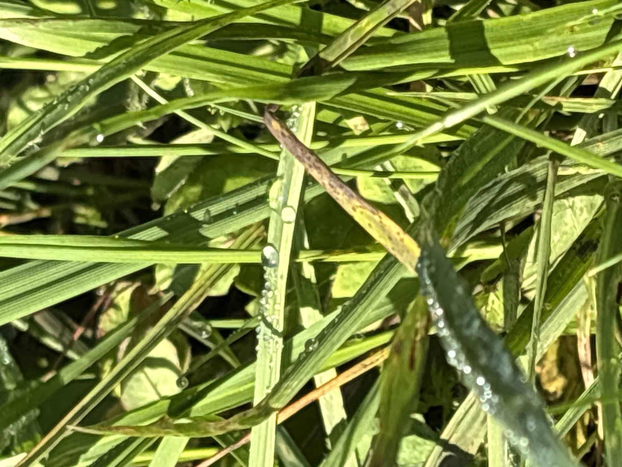 A close-up shot of dew-covered green grass shows individual blades with water droplets reflecting sunlight. The grass is in a natural setting, likely outdoors. The specific location of Verkh-Bobrovka, Russia is not discernible from the visual information provided in the image. There are no people or animals present in the frame, and no discernible human activity. The environment appears to be a field or park with dense vegetation.