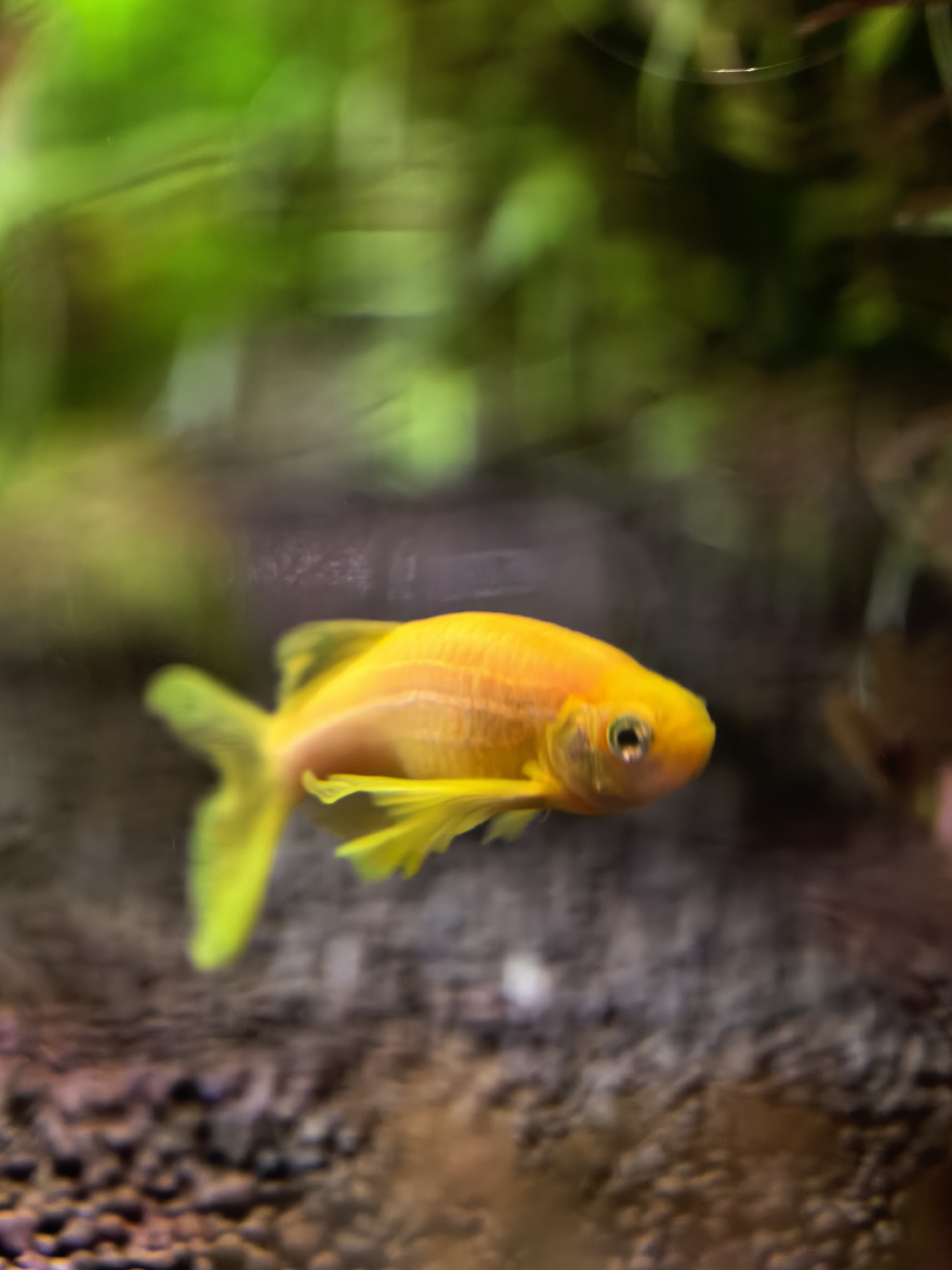 A yellow fish swims in an aquarium. Green plants are visible in the background, and the bottom of the aquarium is covered in dark gravel. The location is unknown.