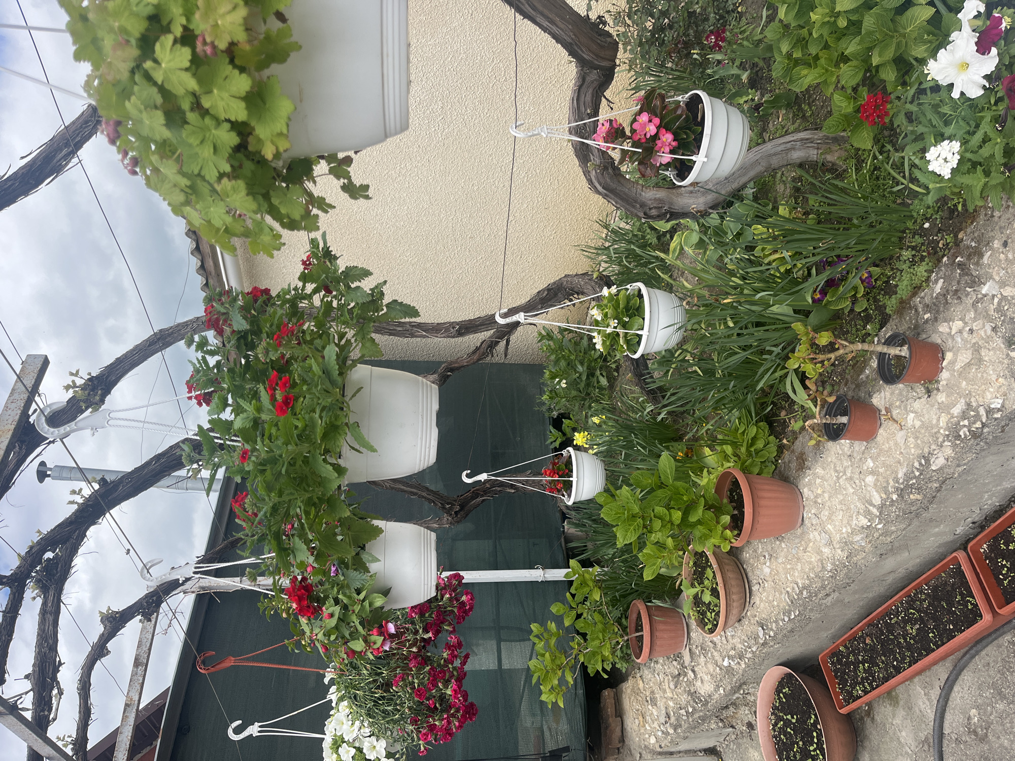 The image shows a garden in an unknown location. Hanging from a bare, gnarled wooden structure are several white hanging planters filled with various flowers. These include red geraniums and other colorful blooms. In the background is a light beige wall. On the ground are several terracotta pots containing plants, along with a long planter filled with soil and what appear to be seedlings. The ground is concrete.