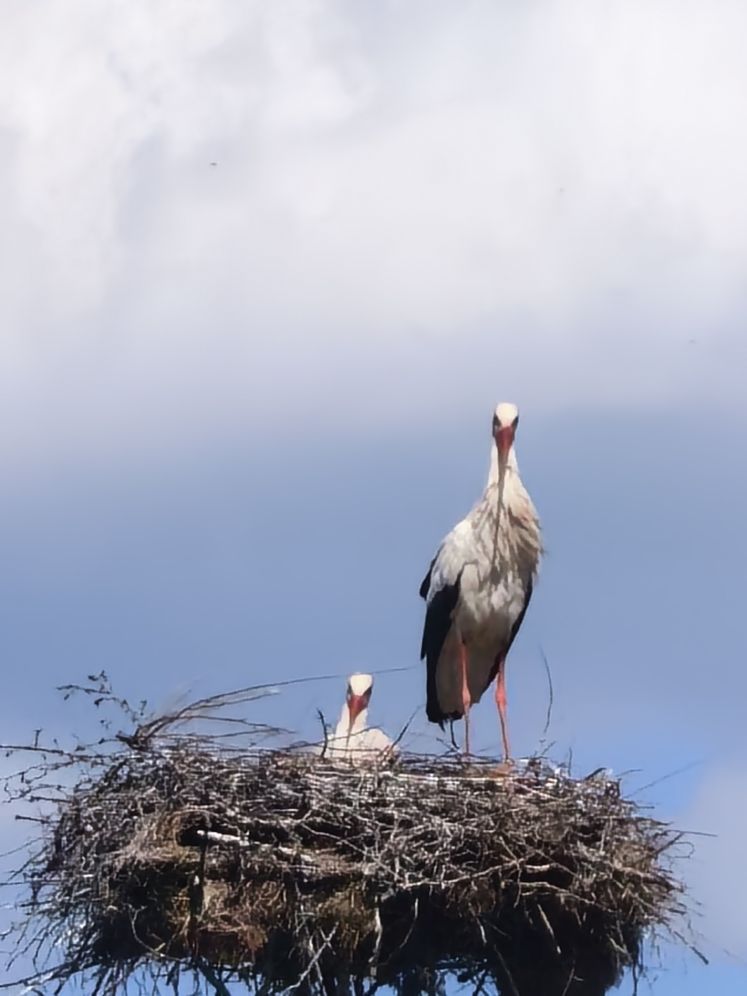 Two storks are perched in a large nest made of sticks and branches, set against a backdrop of blue sky and white clouds. One stork stands tall, its white feathers contrasted by black wing tips and bright orange legs. The second stork is nestled down in the nest, only its head and neck visible. The nest itself is a substantial structure, indicating long-term use and stability. The location is unspecified.