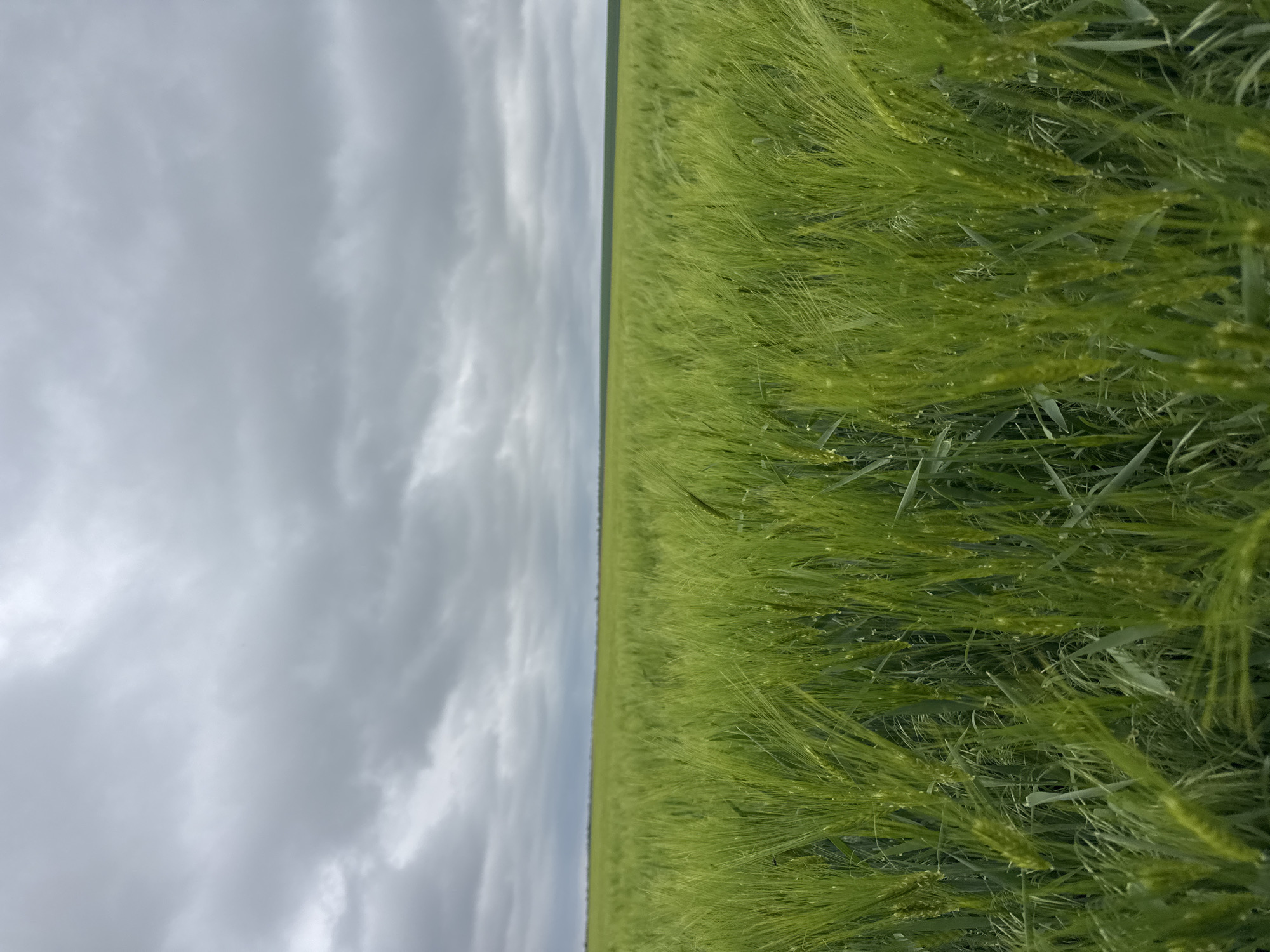 The image shows a field of green wheat or barley under a cloudy sky. The field takes up approximately half of the frame, while the sky occupies the other half. The horizon is a straight line dividing the two. The plants are dense and uniformly green. The sky is overcast with grey clouds. The location is Unknown, Unknown. There are no people or interactions visible in the image.