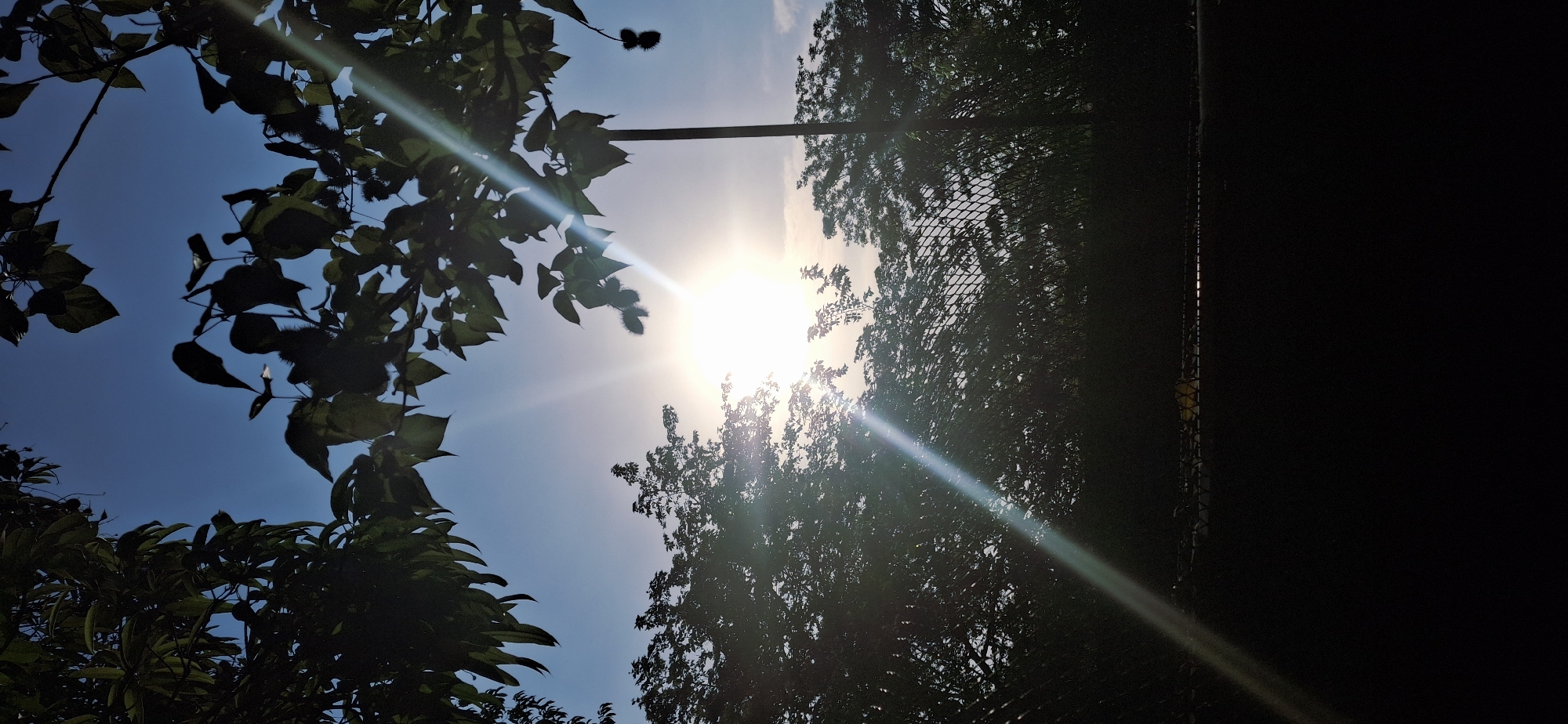 A low-angle shot, taken at Vallecito, Venezuela, frames the sun with tree branches on the left and trees and a dark chain link fence on the right. The sky is blue with the bright sun in the center. Some branches have spiky fruit. The right side of the image is very dark.