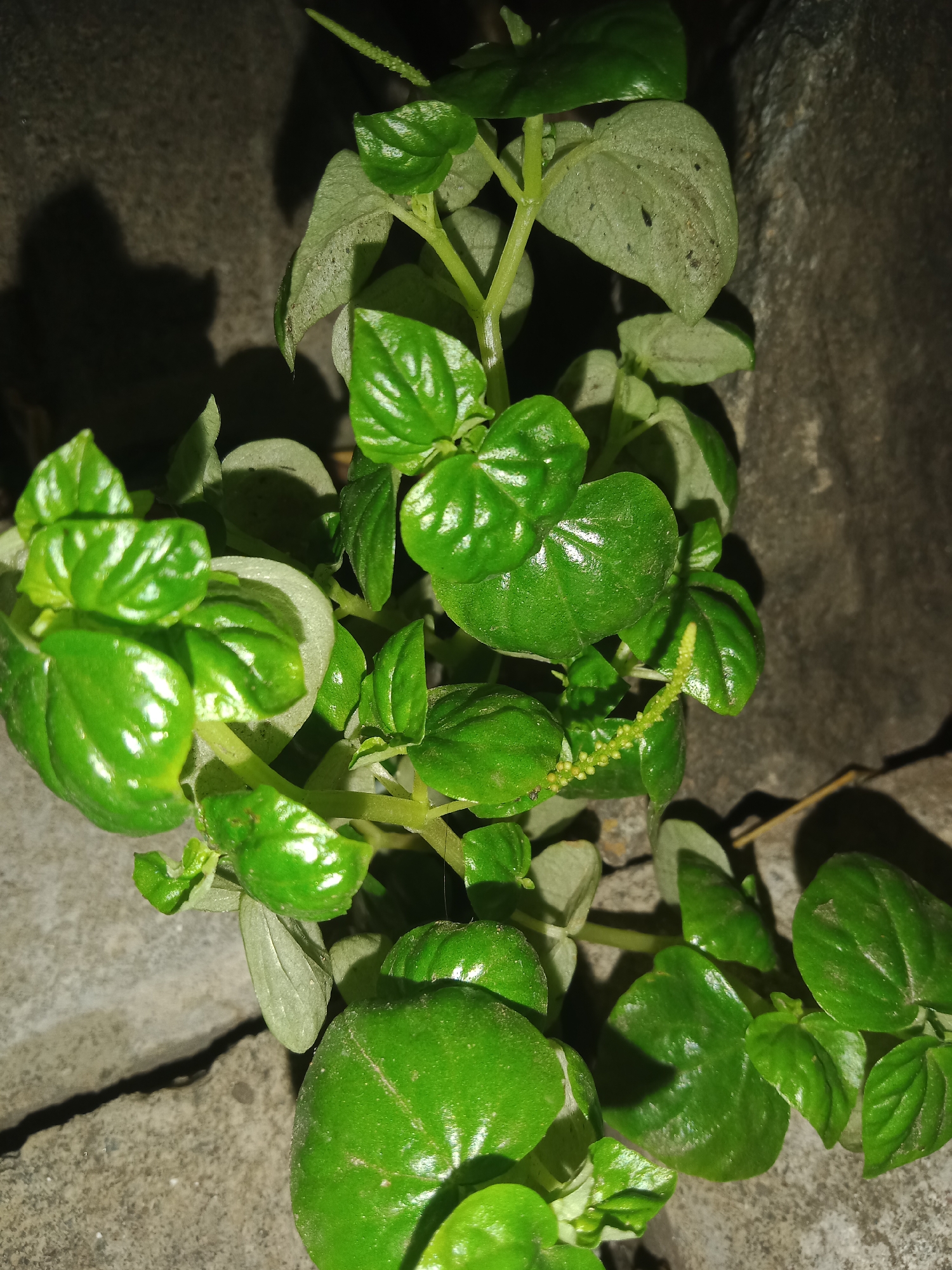 The image shows a close-up of a vibrant green plant with fleshy, heart-shaped leaves. The plant is growing in a textured, gray environment that appears to be made of concrete or stone, with a visible crack in the foreground. The lighting suggests it is nighttime, as evidenced by the strong shadows cast by the plant and the overall dark background. The plant's stem is also green and appears somewhat succulent. Some of the leaves are smooth and shiny, reflecting light, while others have a slightly more matte texture and show faint veins. In the upper right portion of the plant, a small, pale green spike-like flower or seed stalk is visible. The overall impression is of a resilient plant thriving in an urban, possibly neglected, setting. This scene is located in the city of Lemahkembar, Indonesia.