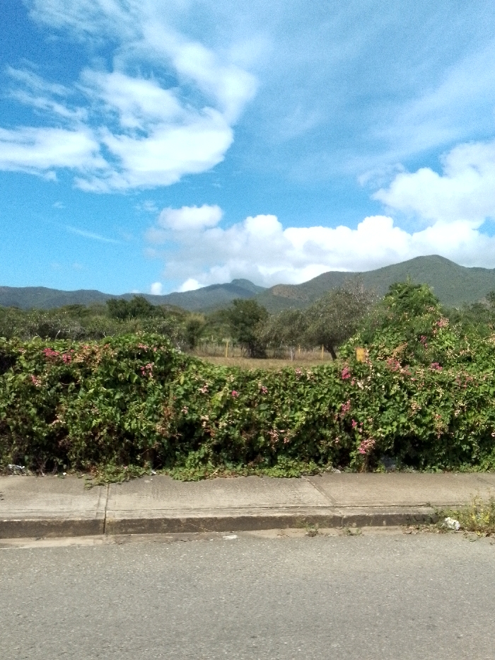 A vibrant landscape features a clear blue sky adorned with fluffy white clouds above a verdant mountain range. A thick hedge of green foliage, punctuated with delicate pink flowers, lines a concrete sidewalk. Below, a grey asphalt road stretches into the distance, completing the scene's composition. The view is framed by lush greenery and the tranquility of a sunny day.