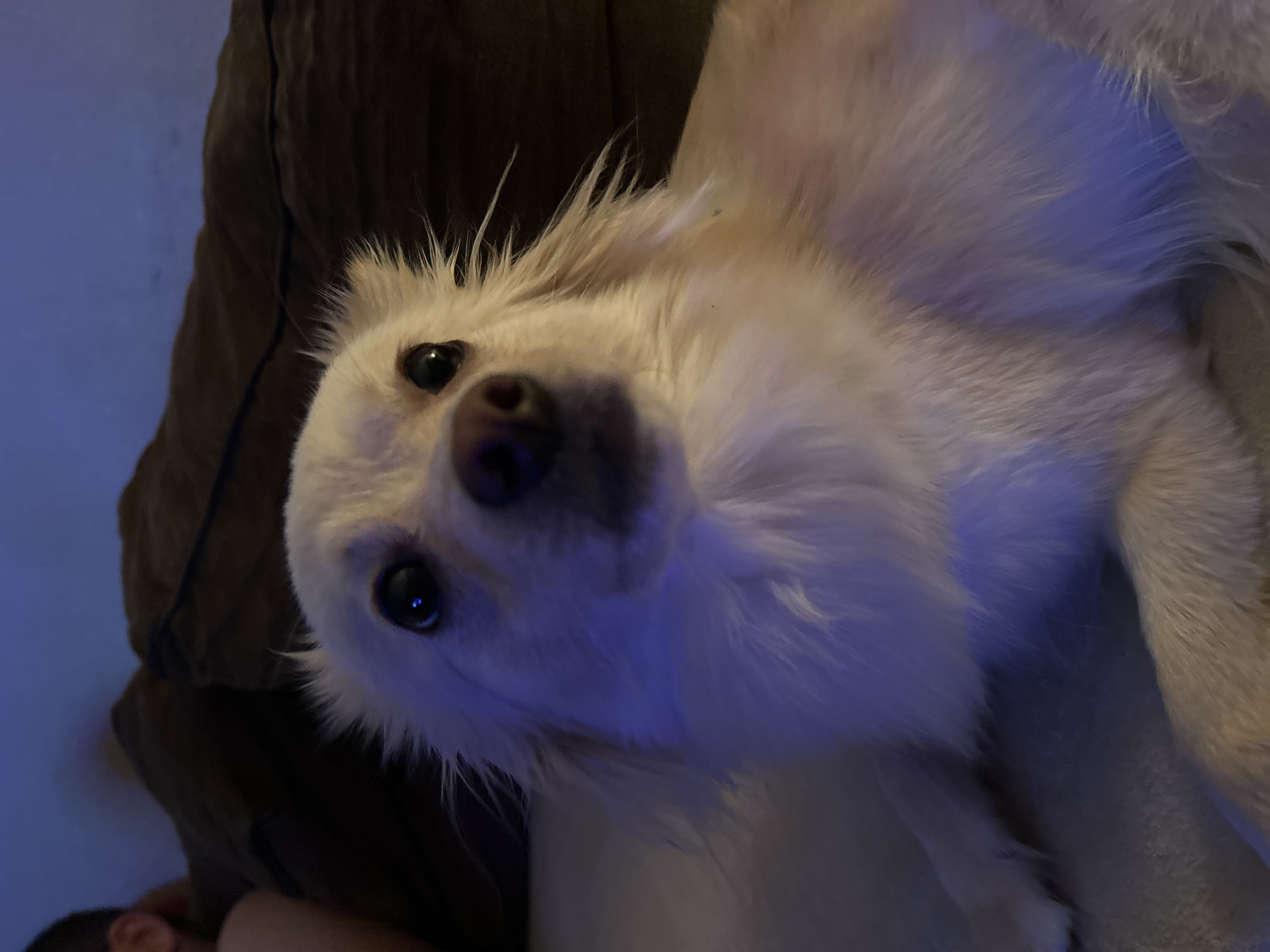 A close-up, low-angle shot captures a light-colored, long-haired dog lying down in a dimly lit room. The dog's face is the primary focus, with its ears perked and eyes wide, looking directly at the camera. The lighting casts a distinct blue hue on the dog's fur and the surrounding environment, suggesting an artificial light source. In the background, blurred, dark-colored furniture, possibly a sofa or cushions, is visible. The overall impression is that of a candid, home-setting photograph. No specific location in Sofia, Bulgaria, can be identified from the visual information provided.