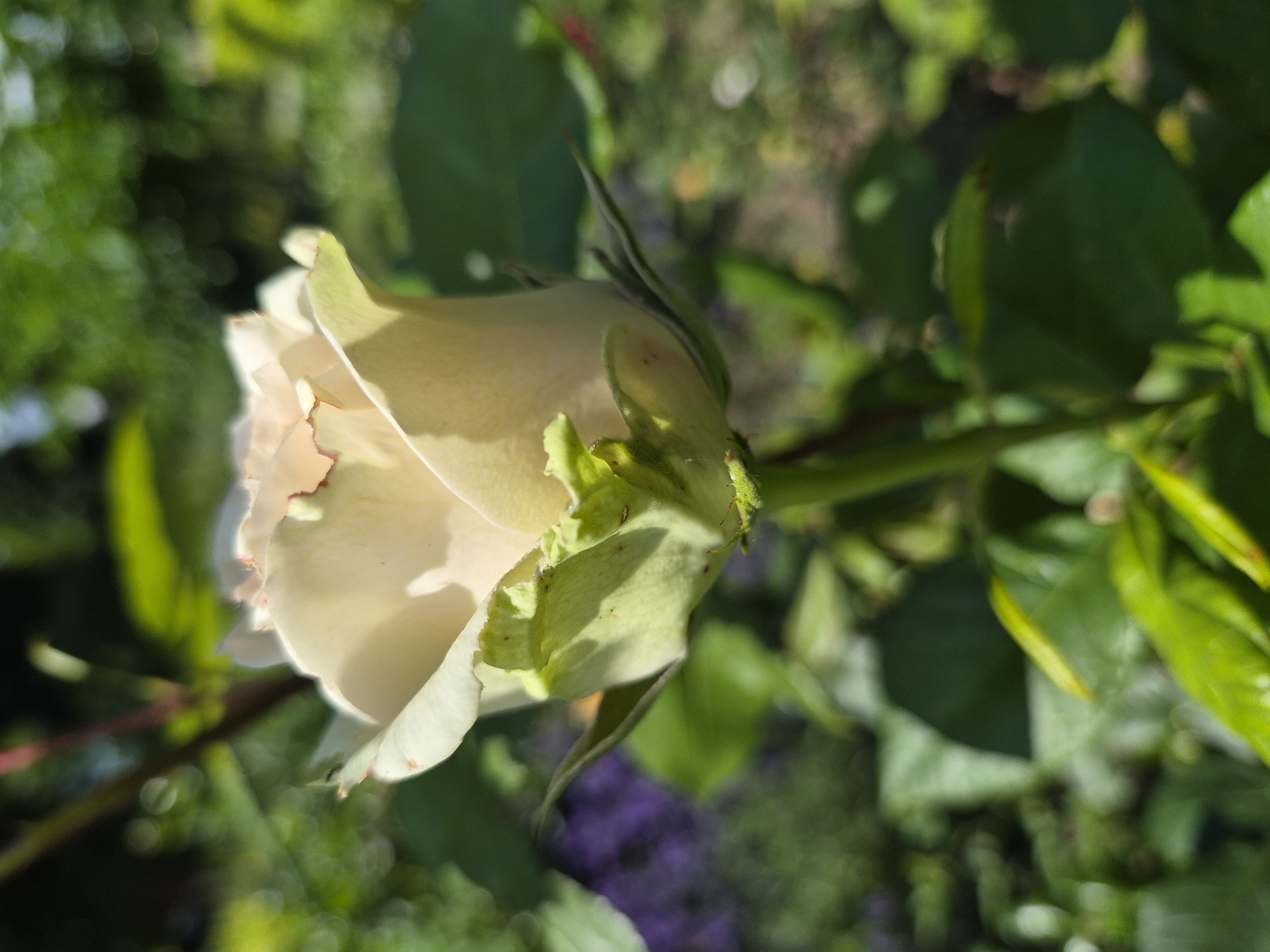 A close-up shot captures a pale yellow rose bud against a blurred background of green foliage and a hint of purple flowers. The rose's petals are delicately unfurling, revealing a soft, creamy interior with a blush of pink at the tips. Sunlight casts a warm glow on the bloom, highlighting its intricate textures and subtle color variations. The stem, green and sturdy, supports the developing flower, while the surrounding leaves provide a natural contrast. The overall scene evokes a sense of serene beauty and the quiet unfolding of nature. The location is unknown.