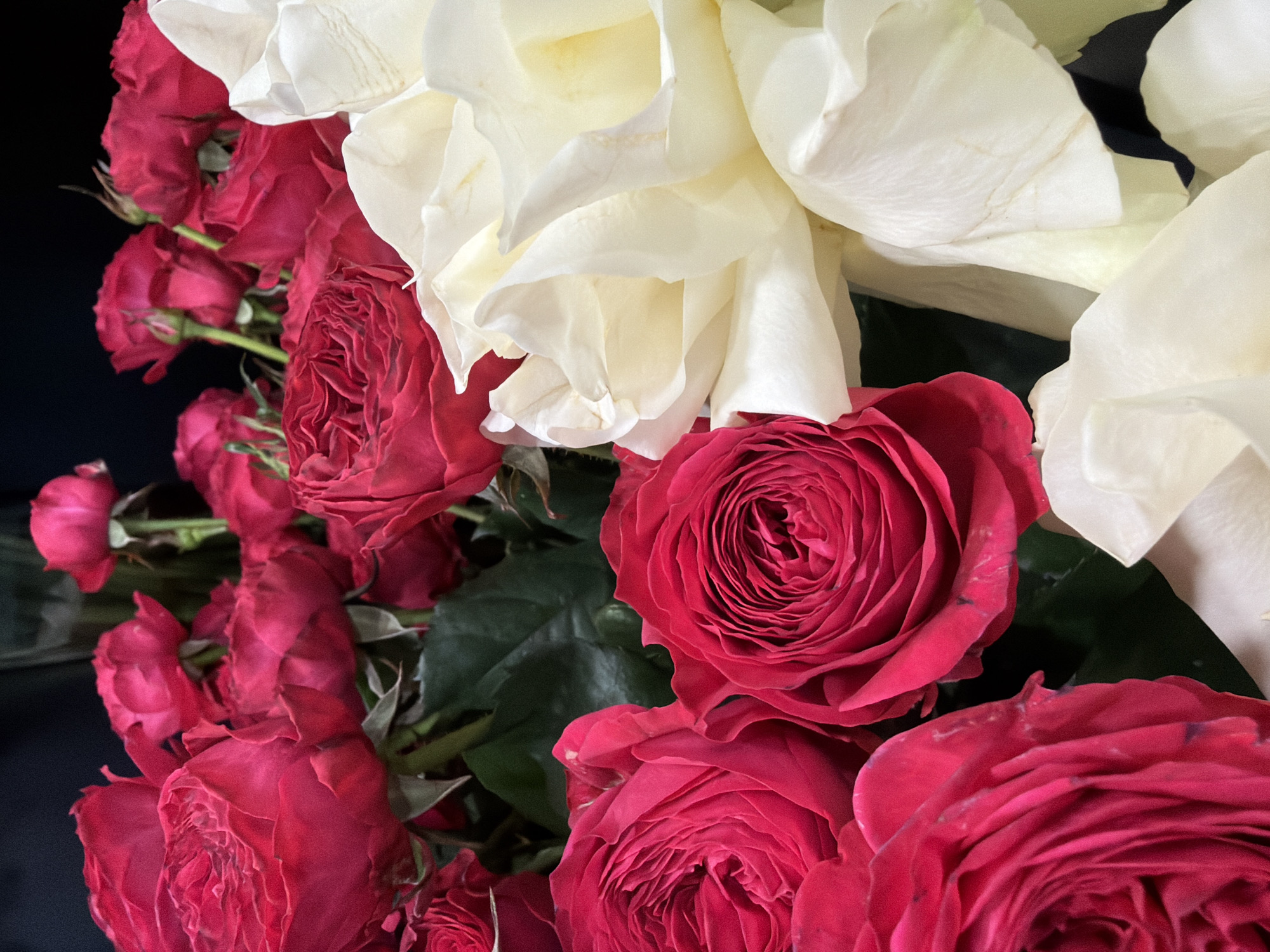 A close-up shot displays a bouquet of red and white roses. The red roses are a vibrant crimson, with many tightly furled petals. The white roses are a softer, creamy white, with delicate, layered petals. The background is dark and out of focus, making the flowers the central subject. The lighting is soft, highlighting the textures of the petals.
