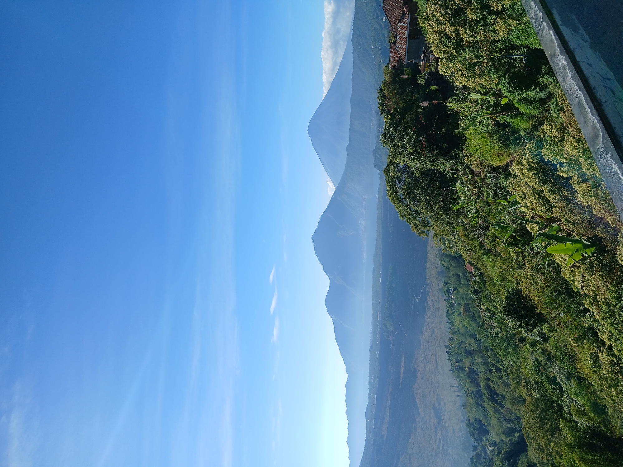 The image depicts a panoramic view of Mount Batur and its caldera in Kintamani, Indonesia. The sky is a clear, bright blue with a few wispy clouds. In the foreground, a lush, green mountainside is covered in dense vegetation, including trees and smaller plants. A concrete barrier runs along the bottom of the frame, suggesting a vantage point like a viewpoint or a road. A few rustic rooftops are visible nestled amongst the trees on the right side of the image.
In the mid-ground, the caldera opens up, revealing a vast expanse of varied terrain. This includes an area of darker, rugged land, possibly volcanic rock, and a body of water, likely Lake Batur, shimmering in the distance. Rolling hills and smaller mountains surround the caldera, fading into a hazy blue in the background.
Dominating the background are the majestic silhouettes of Mount Batur and Mount Agung, two iconic volcanoes. Mount Batur, the more prominent of the two, is a conical peak with a distinct crater. Mount Agung, larger and more distant, is partially obscured by clouds. The overall scene is one of natural grandeur and serene beauty under a clear morning sky. No people or animals are visible in the image. The atmosphere is tranquil and showcases the dramatic volcanic landscape of Kintamani.