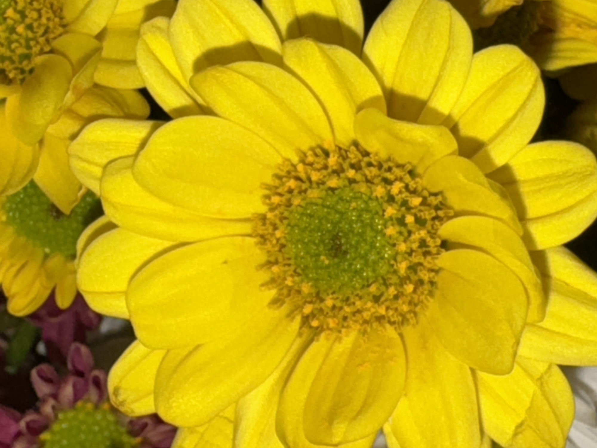 The image shows a close-up of a yellow daisy-like flower with a green and yellow center. The petals are bright yellow and slightly curved. The background is blurred, but other flowers, including a purple one, are visible. The location and city are unknown.