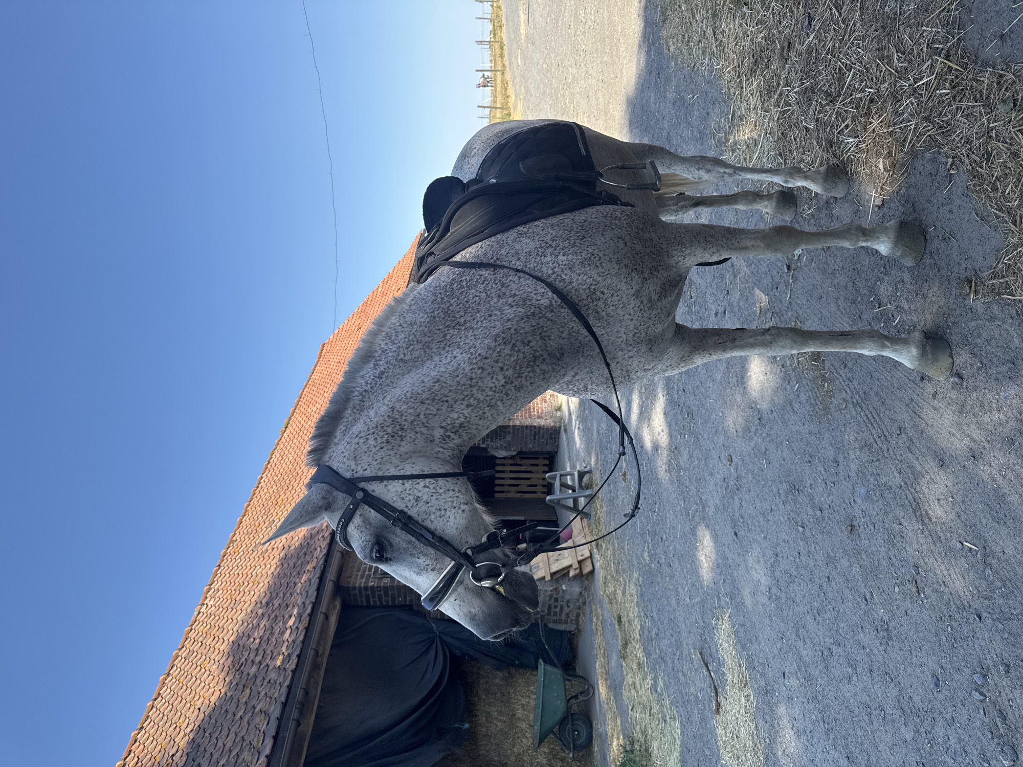 This media file features a dappled grey horse standing outdoors, facing left. The horse is wearing a black saddle and bridle with a metal bit. The scene appears to be a stable or farmyard, with a rustic building with a red tiled roof to the left of the horse. Behind the horse, there is a dirt and gravel ground surface, with some dry grass and hay scattered around. In the background, a wooden fence and a clear blue sky suggest it is a sunny day. The horse's head is lowered, and its expression is neutral. A green wheelbarrow is visible near the building. The image is taken from a low angle, looking upwards towards the horse and the sky. The lighting suggests it is daytime, likely morning or afternoon.