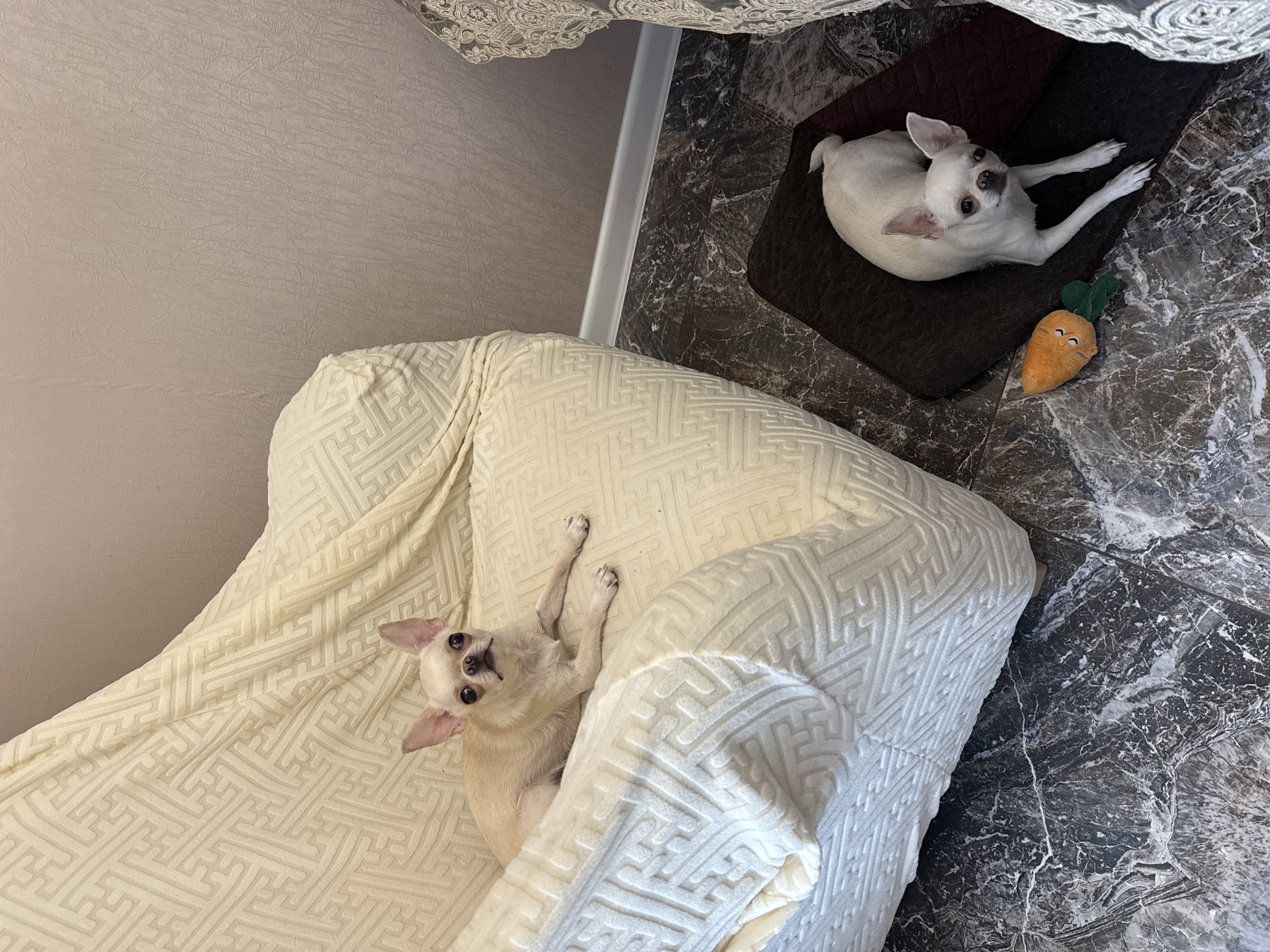 In the city of Novosibirsk, Russia, a light beige chihuahua lies on a cream-colored blanket covering a portion of a large armchair. The blanket features a geometric pattern. Another light beige chihuahua rests on a dark brown mat on the floor, which is covered in dark gray marble-like tiles. To the left of the mat, an orange carrot-shaped plush toy is visible. The background consists of a textured, light pink wall.