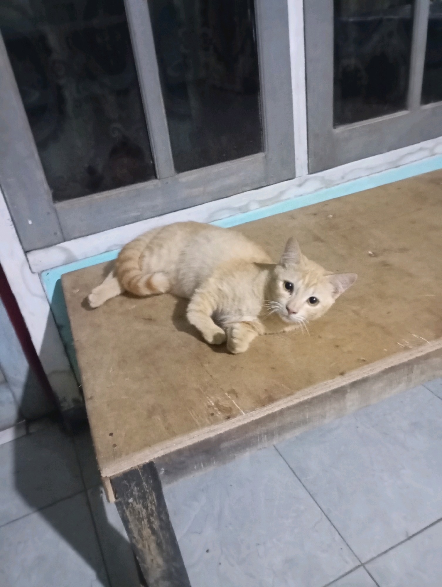 A light orange tabby cat is lying on its side on a wooden surface. The cat is facing the camera, with its head tilted slightly. Its eyes are open and looking forward. The cat's paws are extended in front of it. The wooden surface appears to be a table or a bench. In the background, there is a window with panes. The floor is tiled. The scene appears to be indoors. The location of Ketepung, Indonesia, is not identifiable from the image.