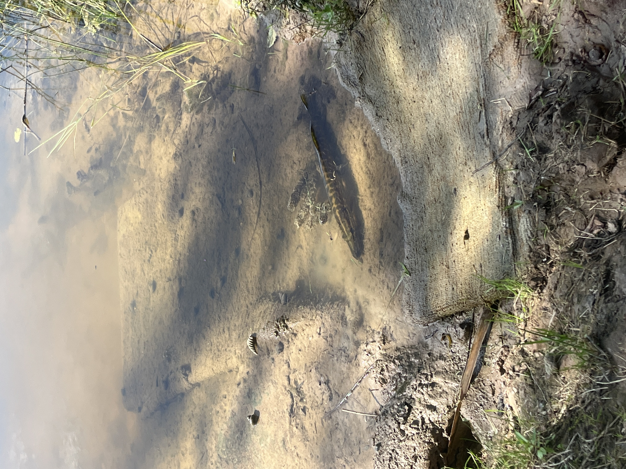 A dead fish lies on its side in shallow, murky water near the muddy bank of a body of water. The fish appears to be a long, slender species with dark markings on its body. Two pieces of rough, fibrous material, possibly geotextile or matting, are partially submerged in the water, one on the left and one on the right side of the frame. The water's surface reflects the sky and surrounding vegetation, which includes tall grasses and reeds on the right bank. The bottom is sandy and uneven, with shadows cast from overhead. The scene is located in Sharkawshchyna, Belarus.