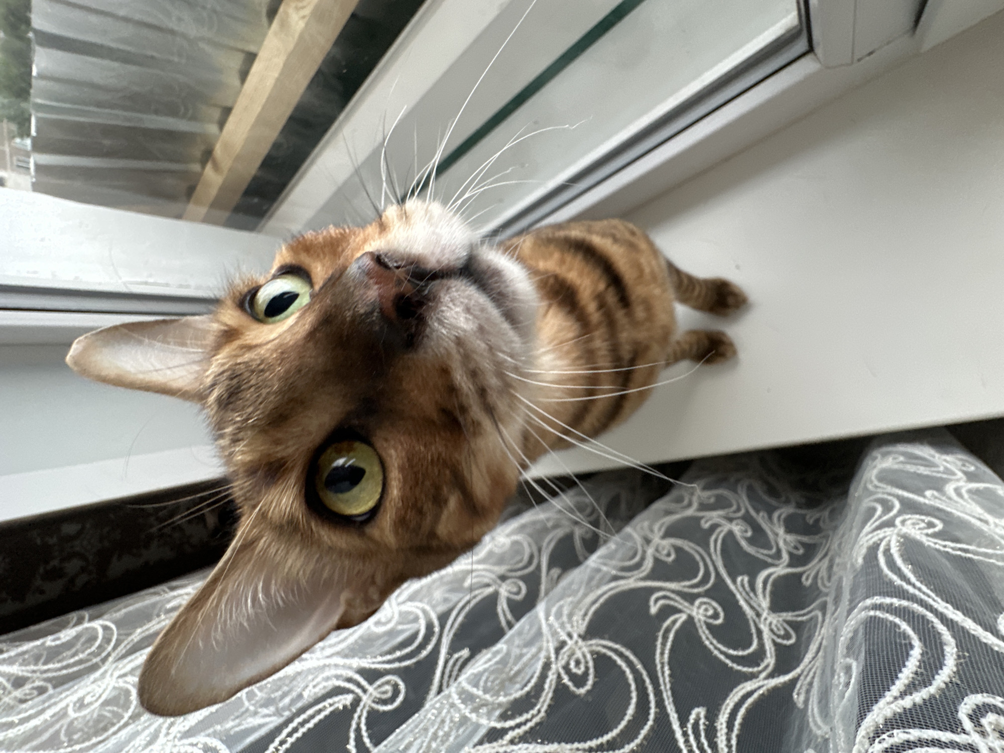 A Bengal cat is positioned on a windowsill in what appears to be a residential setting, possibly in the city of Gornyi Erik, Russia. The cat is looking directly at the camera with its green eyes wide open, and its head is angled upwards. Its fur is a mix of brown and black stripes, characteristic of the breed. To the left of the cat, sheer white curtains with an intricate swirling pattern are visible, partially obscuring a dark background. To the right, a windowpane is present, with a blurred outdoor scene beyond, featuring what looks like a wooden fence and some greenery. The windowsill itself is white and appears clean. The lighting suggests it is daytime.