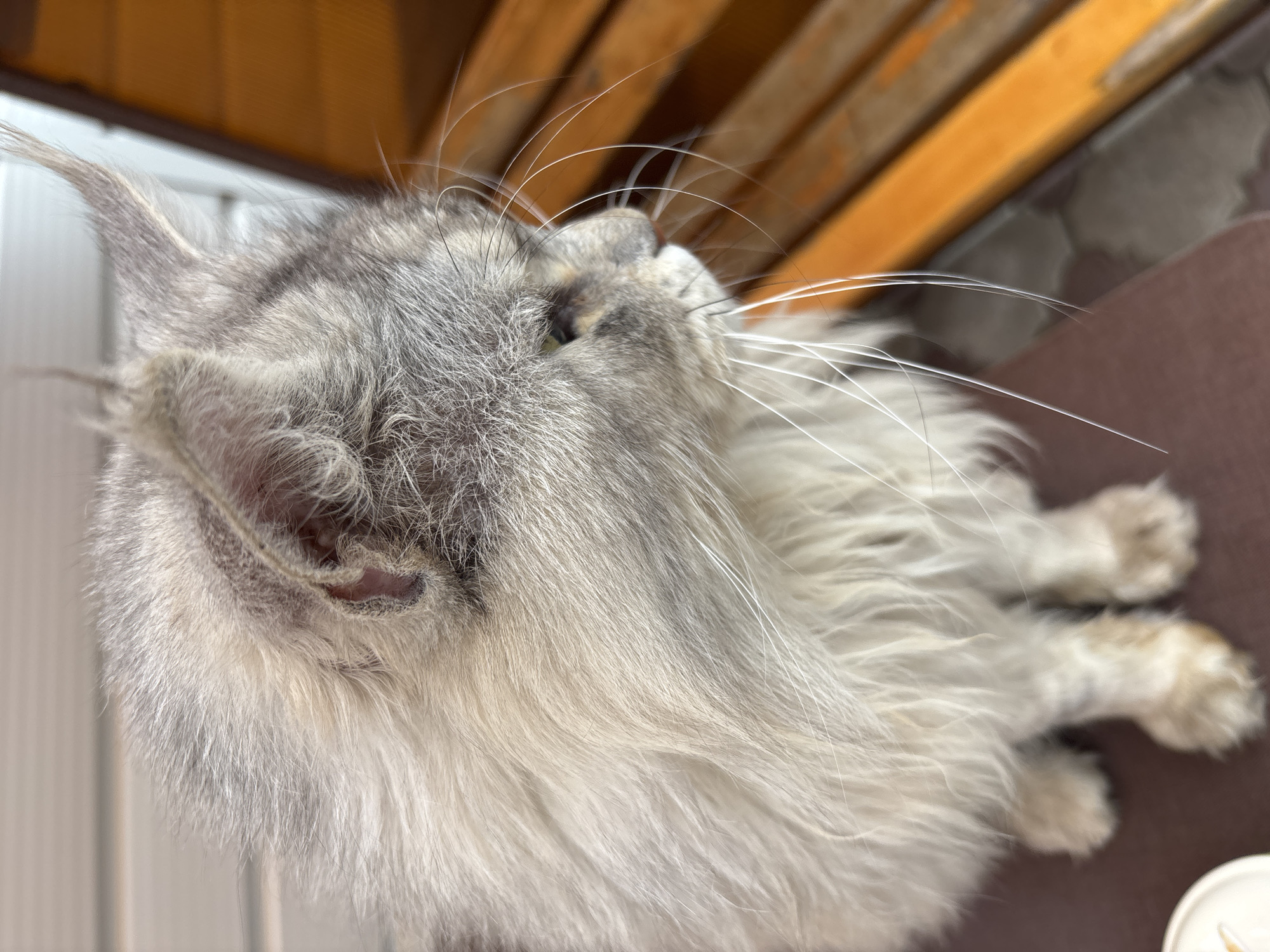 A medium close-up shot, taken from a side angle, captures a fluffy, grey and white cat with green eyes looking to the right. The cat's fur is long and appears somewhat unkempt. Its prominent white whiskers fan out from its face. The cat is seated, with its front paws visible. The background features wooden slats, possibly part of a bench or furniture, painted in a bright orange color. The environment appears to be outdoors, with a hint of pavement visible beneath the cat. The lighting suggests it is daytime. The overall scene does not indicate any specific location within Русский Турек, Russia, beyond being an outdoor setting.