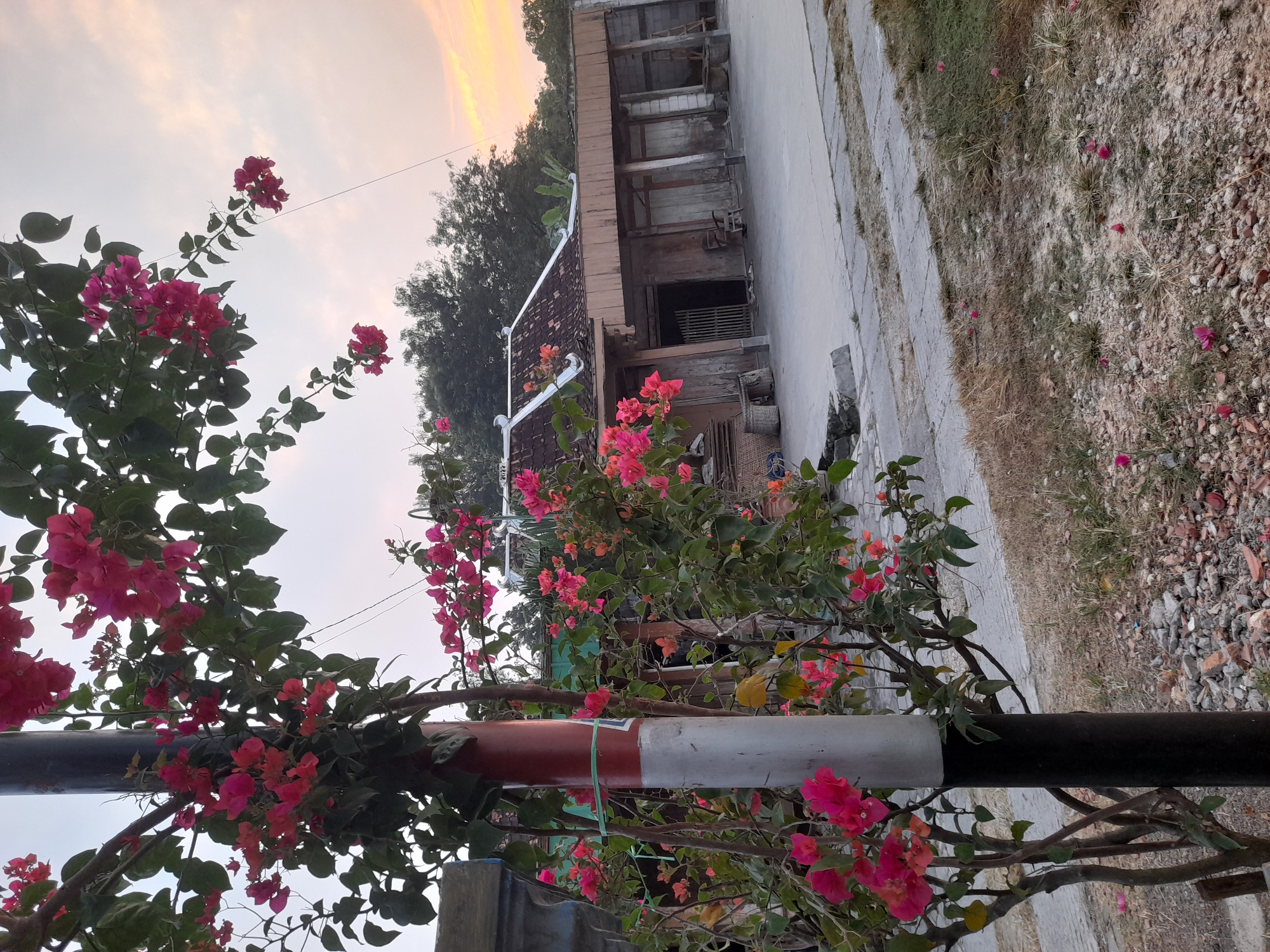 The image captures a scene at dusk in front of a traditional Indonesian house, likely located in Pulokulon, Indonesia. A vertical pole, painted with red and white bands, stands prominently in the foreground, partially obscured by branches of a vibrant bougainvillea bush laden with bright pink flowers. The house, constructed with weathered wood and a tiled roof, features an open veranda with visible wooden pillars and shutters. The ground in front of the house is a concrete courtyard, with a patch of dry grass and scattered stones to the right. In the background, lush green trees form a dense canopy against a soft, orange-hued sky, indicating the setting sun. The overall atmosphere is tranquil and rustic, suggesting a rural or semi-rural setting.