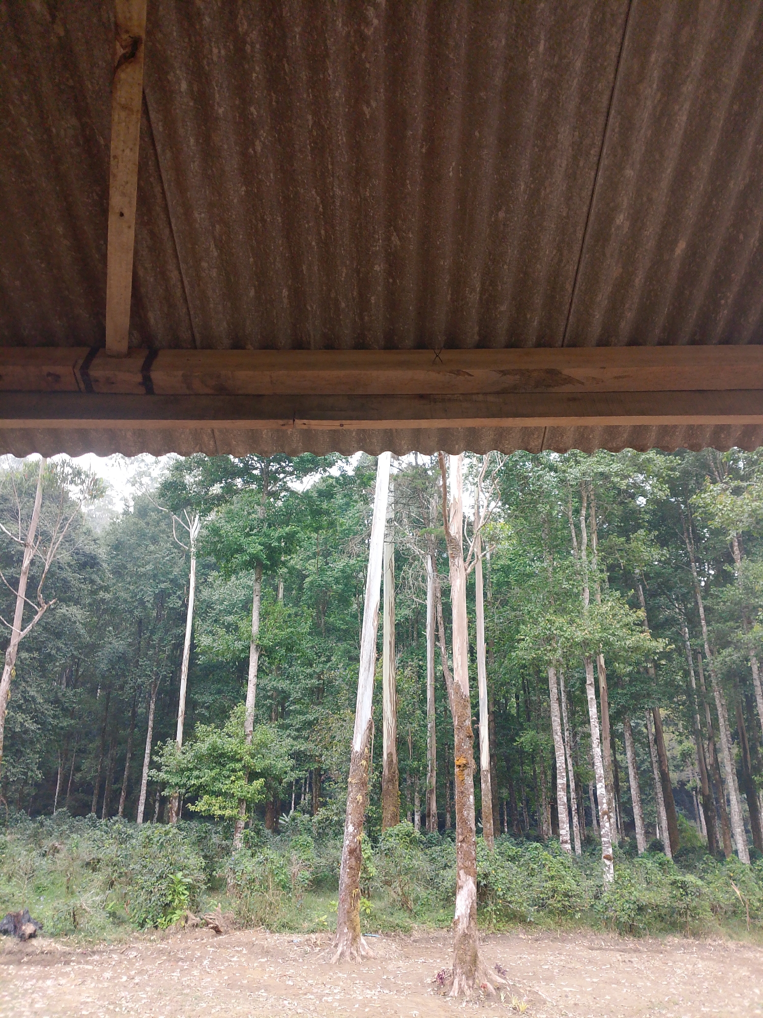 This image captures a view from under a rustic, corrugated metal roof, supported by wooden beams. Beyond the shelter, a dense forest of tall, slender trees with lush green foliage dominates the landscape. The ground in the foreground is covered with dirt and small stones. In the mid-ground, there is a layer of smaller green bushes. The scene appears to be located in the city of Rancabali, Indonesia.