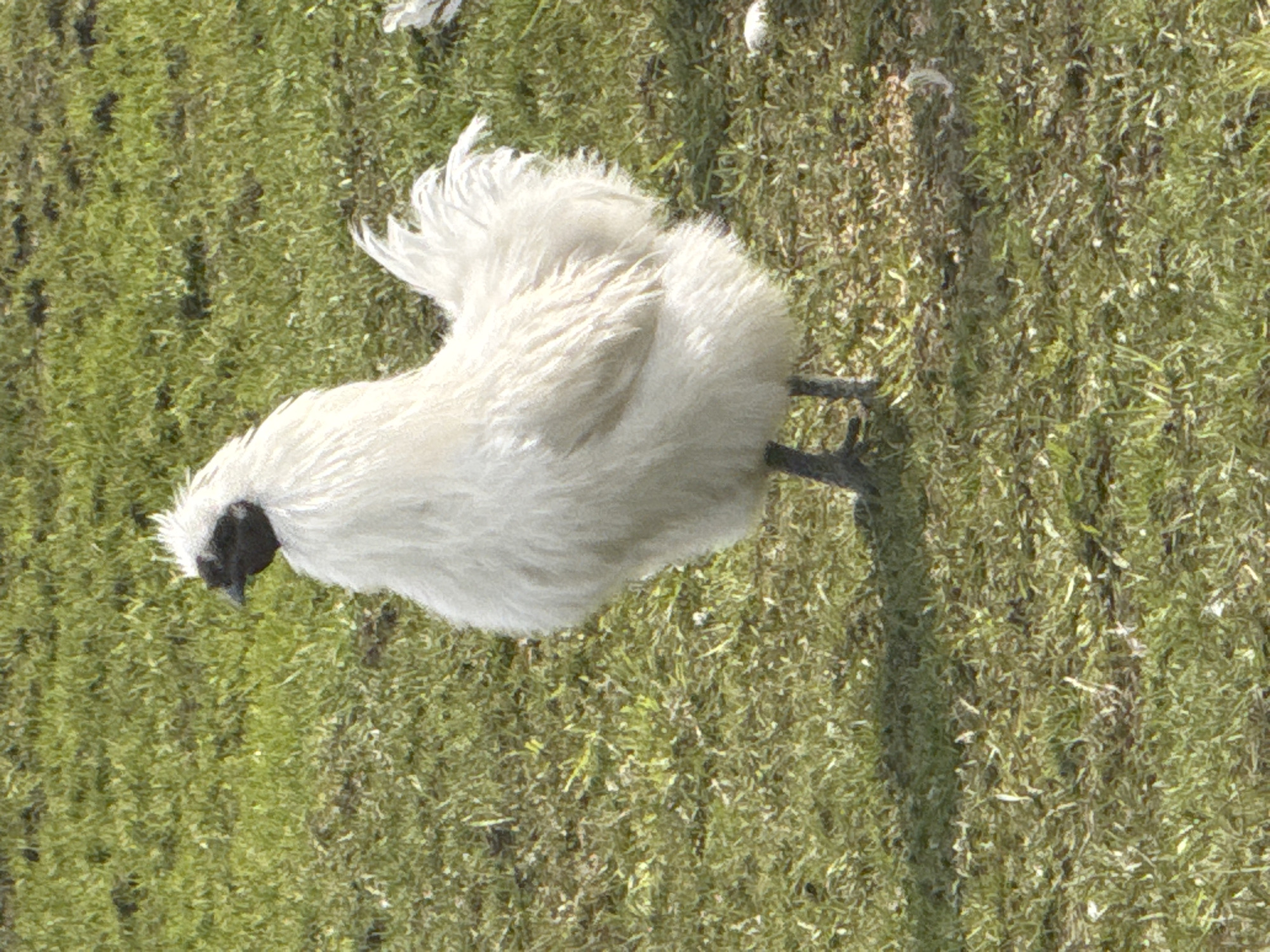 A single, white Silkie chicken with a black face is standing on a patch of green grass. The chicken is facing towards the left of the image. The location and city are unknown.