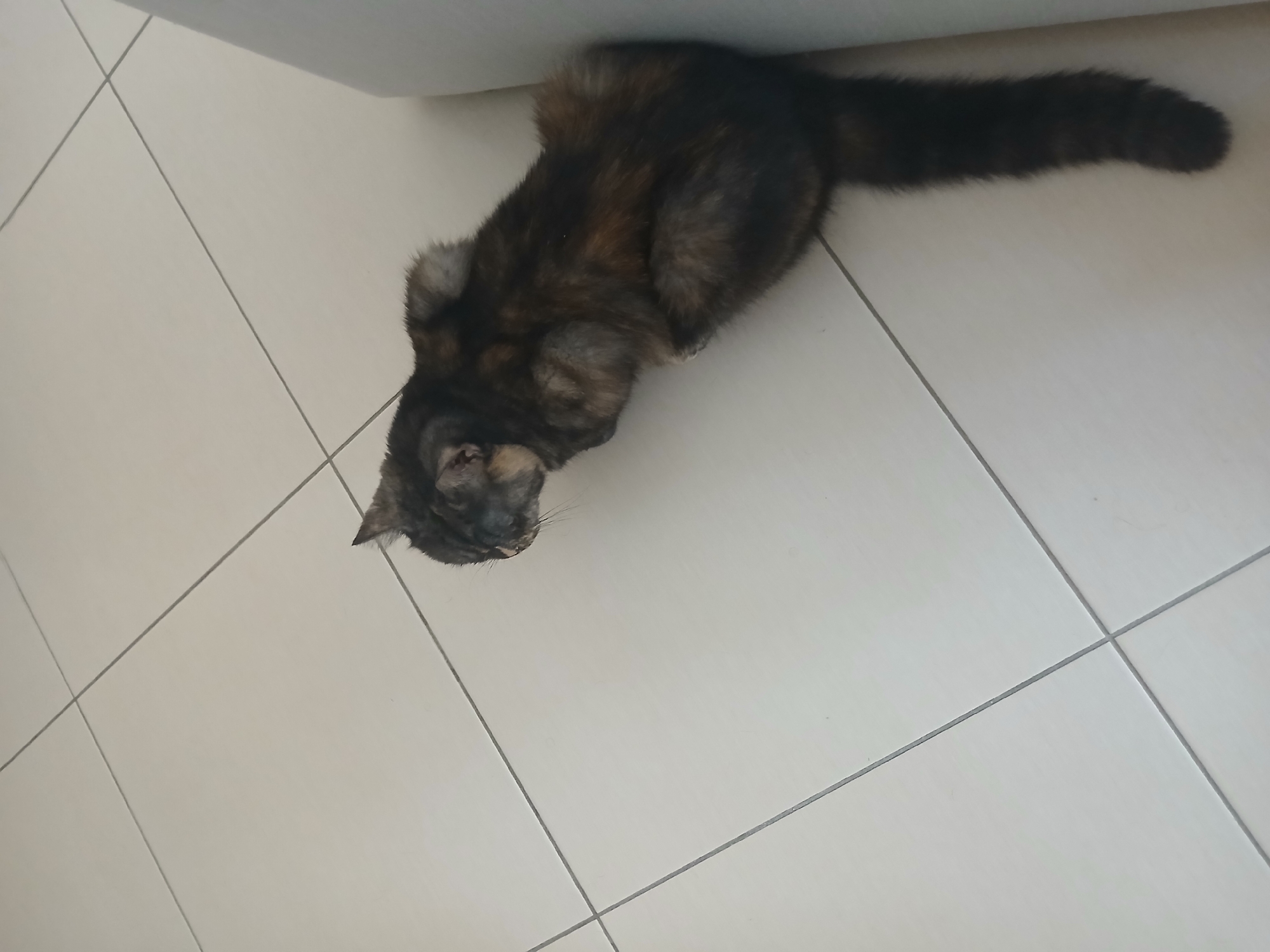 A long-haired tortoiseshell cat with dark brown and lighter brown patches is resting on a tiled floor. The cat is positioned in the lower right quadrant of the image, leaning against a light-colored vertical surface, possibly a wall or furniture. Its body is curled, with its head turned to the left, appearing to be looking downwards or at something out of frame. The cat's tail is long and bushy, with dark stripes, and hangs down vertically. The floor is composed of large, square, off-white tiles with thin gray grout lines. The lighting suggests an indoor environment, with a soft, diffused light source. The image does not contain any visual elements that specifically indicate a location in Mëzez, Albania; it depicts a common domestic scene.