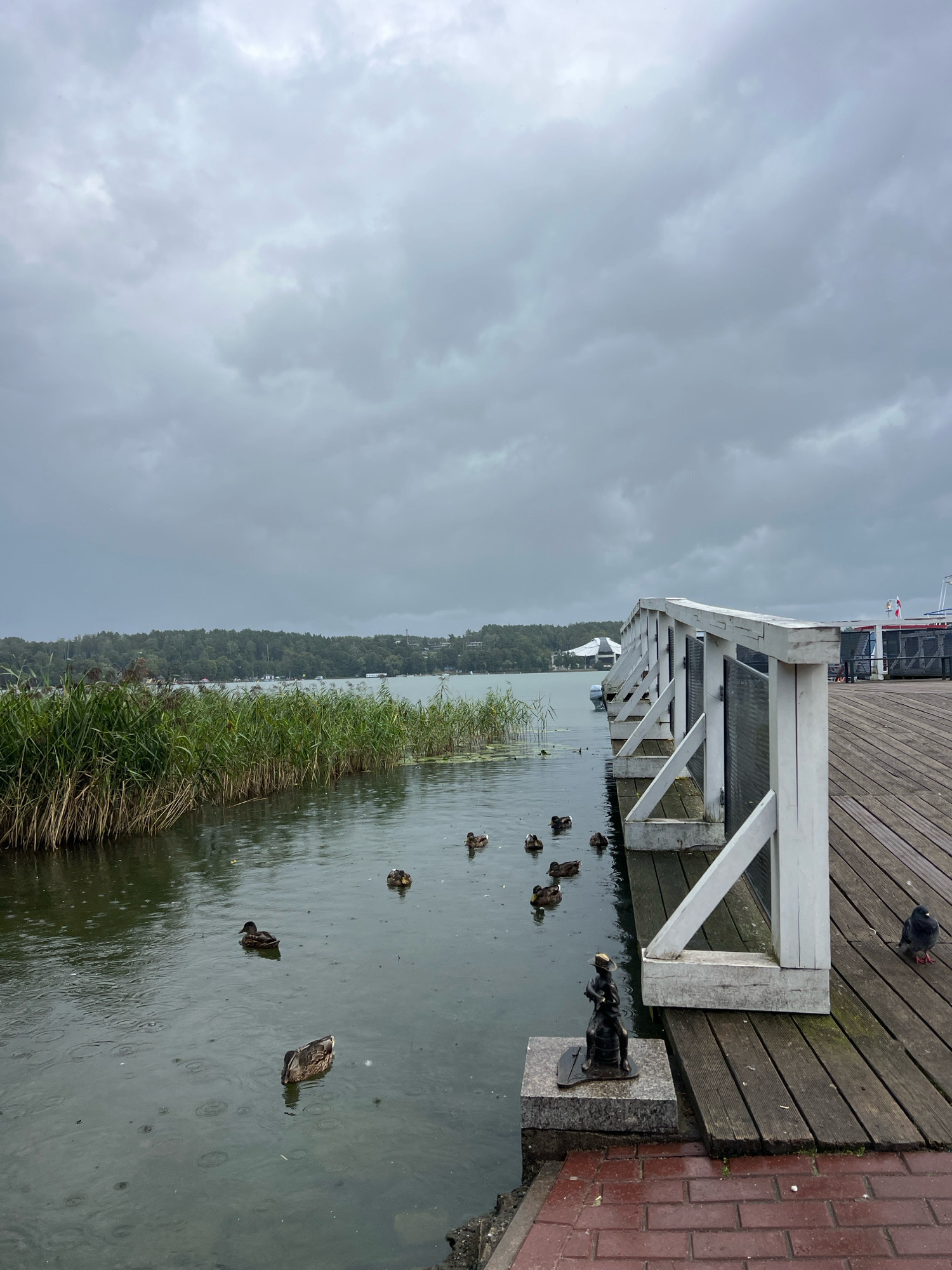The image captures a view of the waterfront in Mrągowo, Poland, under a cloudy, overcast sky. A wooden pier extends into the frame from the right, its weathered planks contrasting with a white railing. Ducks are visible swimming in the dark water, some with ripples from falling rain. On the left, tall reeds line the edge of the water. In the background, a tree-covered shoreline and buildings can be seen across the lake. A small bronze statue of a figure is situated on a stone pedestal at the edge of the pier. A pigeon stands on the wooden planks of the pier. A part of a boat with a red and white flag is docked to the right of the pier.