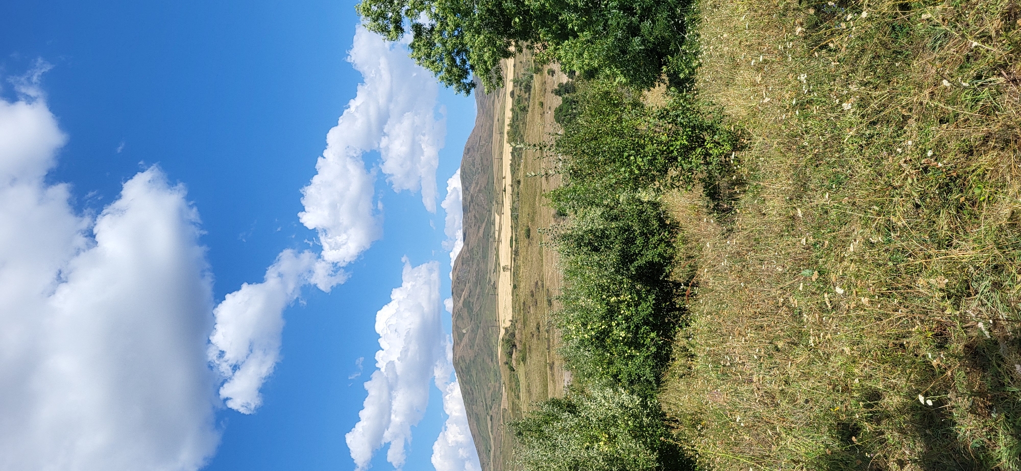 This is a vertical, eye-level shot of a landscape on a sunny day, likely near the city of Tekeli, Kazakhstan. In the foreground, tall dry grass and small wildflowers create a textured ground cover. Behind this, a line of lush green trees and bushes is visible, with one larger tree on the right side of the frame. Beyond the trees, a broad, undulating valley stretches out, featuring fields of golden wheat or hay and scattered smaller trees. In the distance, a large, gently sloping mountain range dominates the horizon, its sides covered in patches of dry grass and sparse vegetation. The sky above is a vibrant blue, punctuated by fluffy white cumulus clouds. There are no people or animals visible in the image.