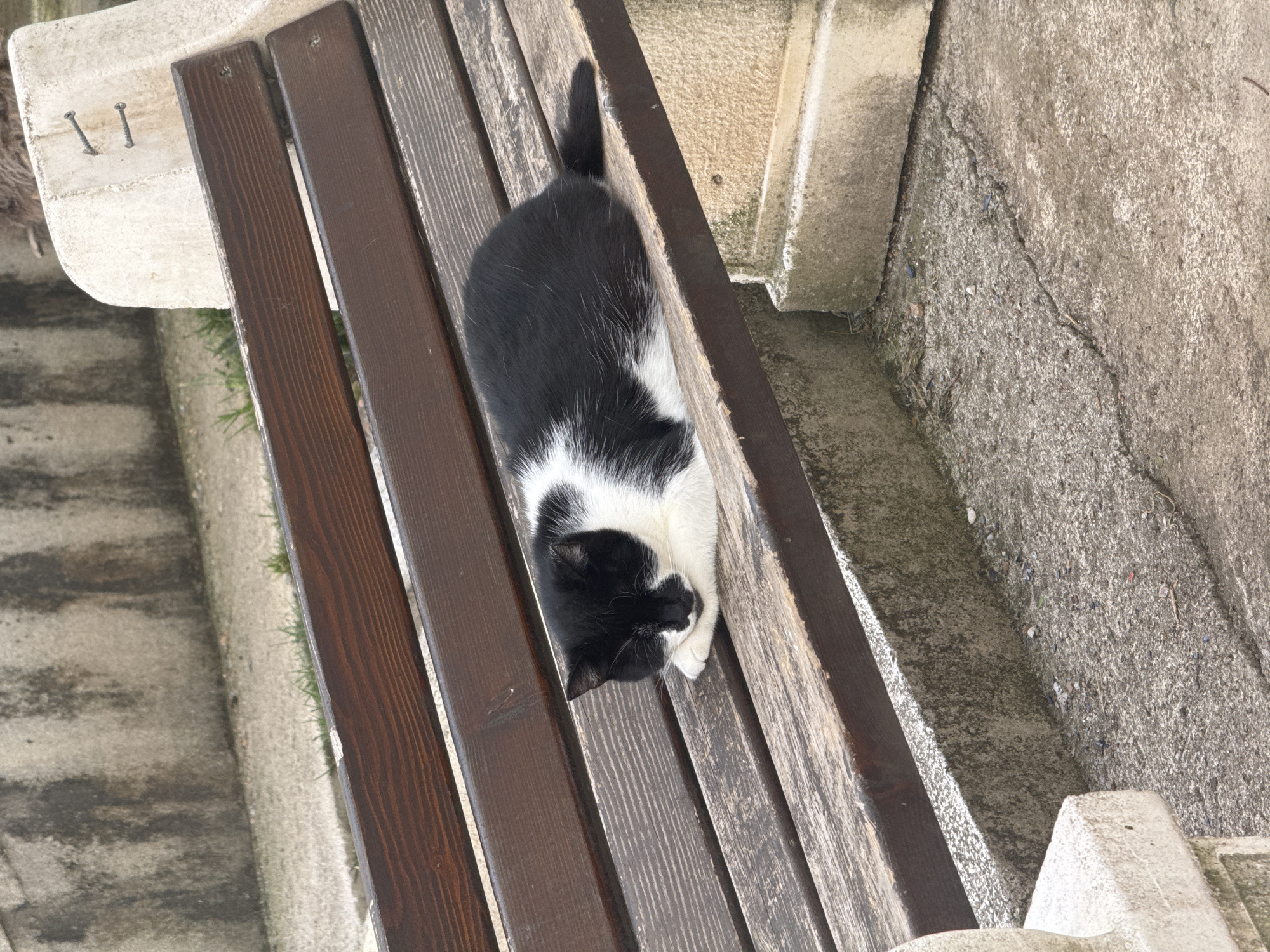 A medium, high-angle shot depicts a black and white cat lying on a wooden bench. The cat's head is turned to the left, with its paws curled near its face. The bench has alternating dark and light brown planks. The background includes a concrete wall and steps. The location is likely in Budva, Montenegro, based on general architecture and street furniture common in the city.