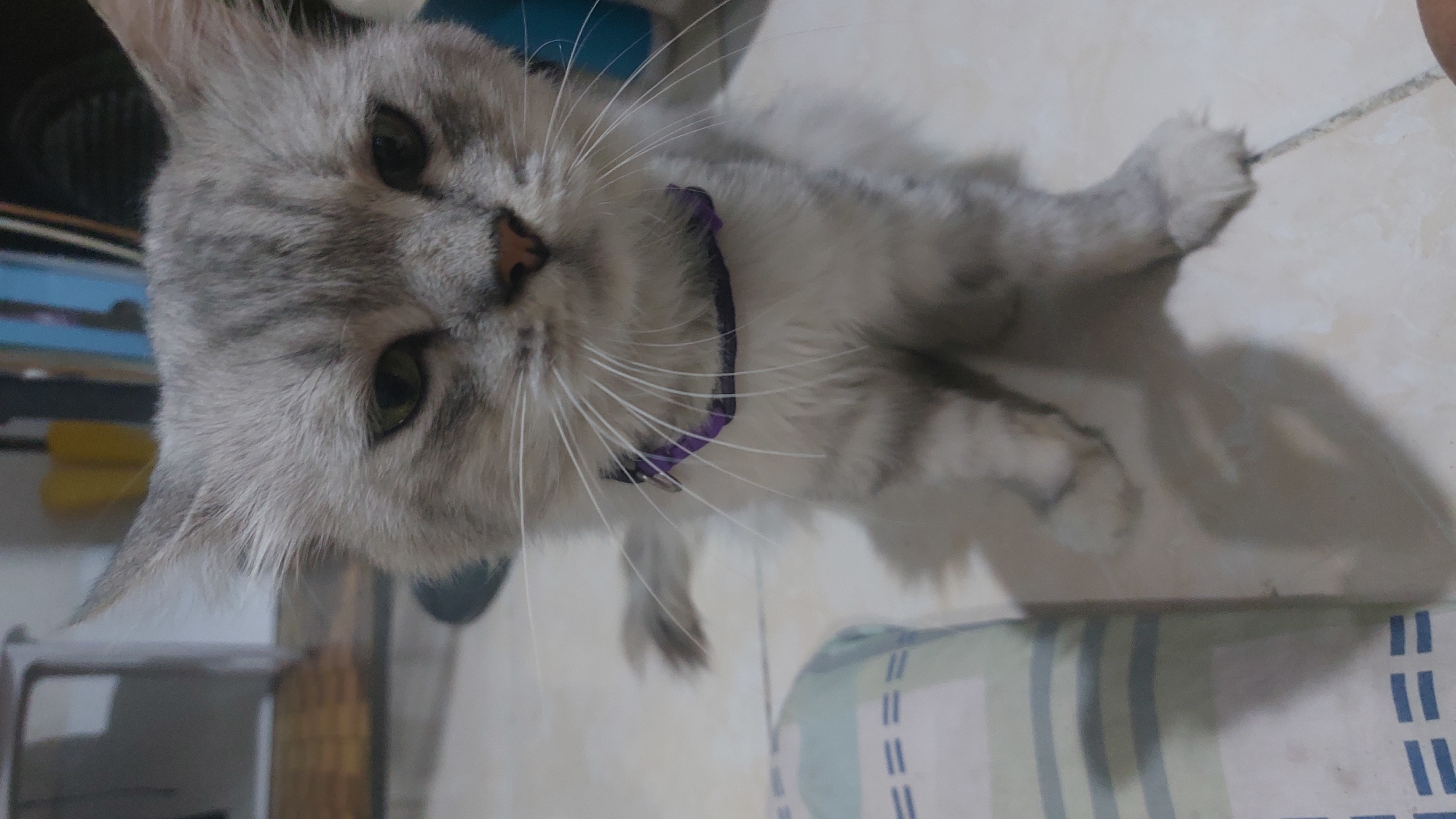 A close-up shot shows a light gray tabby cat wearing a purple collar. The cat is seated on a light-colored tiled floor. In the background, a blurred shelf with various items and a white wall are visible. To the left of the cat, a portion of a blue and white striped cushion is present. The cat's face is directed towards the camera with a neutral expression. The scene appears to be indoors.