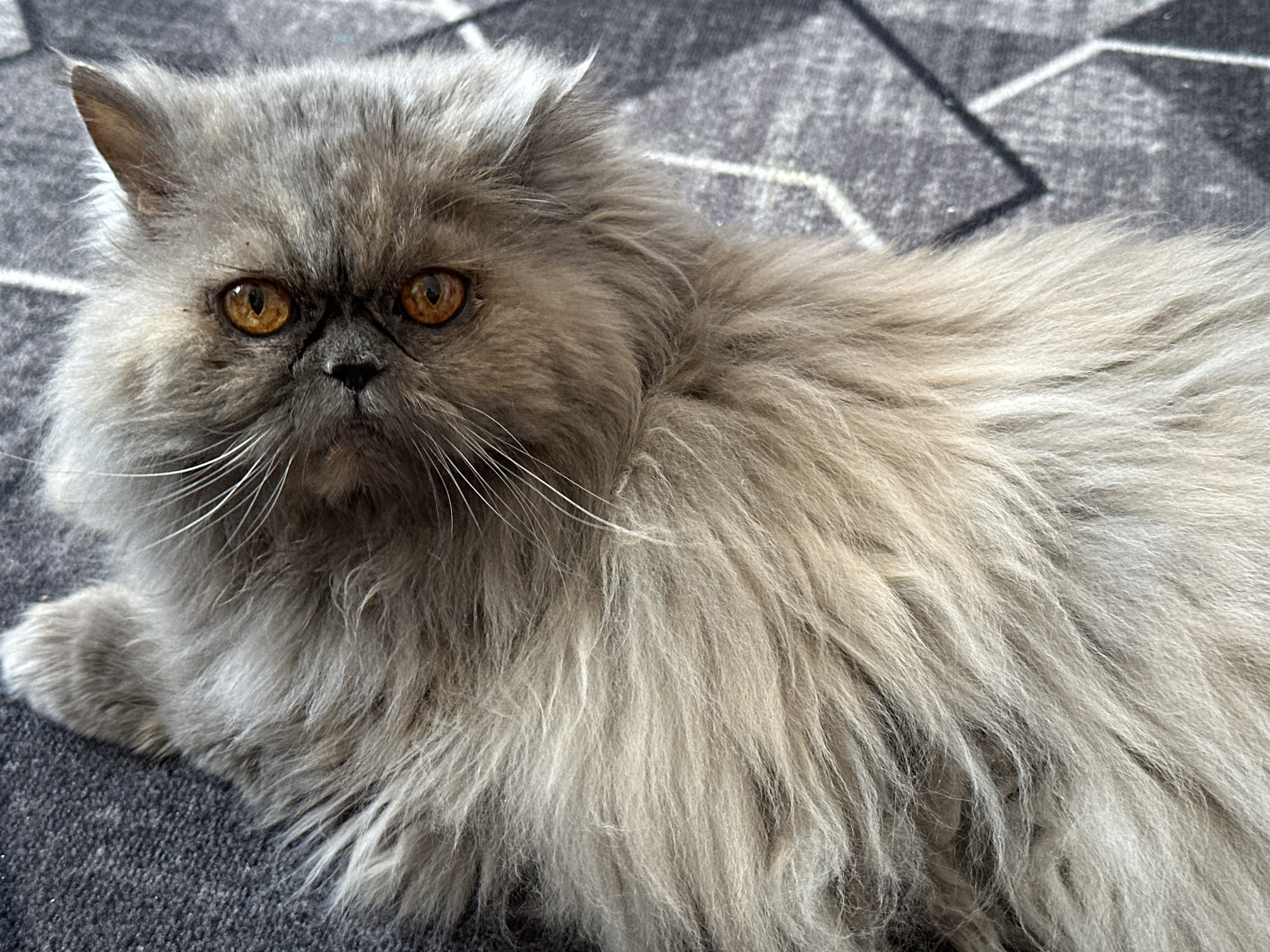 A long-haired grey Persian cat is lying on a patterned grey rug. The cat is facing the camera with amber eyes. The cat appears to be indoors. The exact location in the city of Chaikovsky, Russia is impossible to determine from the image.