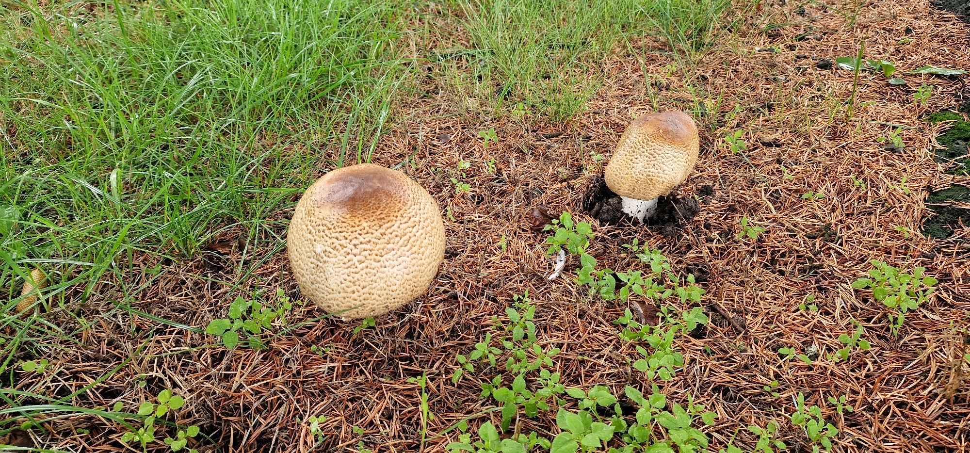 The image shows two mushrooms growing on the ground in a grassy and pine needle-covered area. The mushroom on the left is larger and spherical, with a textured, light brown cap that has darker brown markings and a reticulated pattern. The mushroom on the right is smaller, more conical in shape, and has a similar textured cap. It is growing out of dark soil and has a white stalk. Green grass is visible in the upper left and right portions of the image, and small green plants are scattered around the mushrooms. The ground is covered with a layer of dry brown pine needles. The scene appears to be outdoors in a natural setting. There are no people or specific landmarks to indicate a precise location within Bünde, Germany.