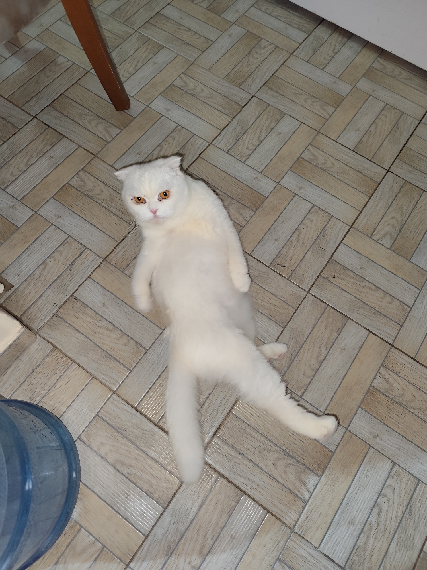 A white Scottish Fold cat with amber eyes lies on its back on a tiled floor in what appears to be a domestic indoor setting. The floor tiles are laid in a herringbone pattern and appear to be light brown and tan in color. Part of a wooden chair leg is visible in the upper left corner, and a translucent blue plastic container is visible in the lower left corner. The cat is positioned near the center of the frame, its body stretched out with paws extended. The location is not evident in the image.