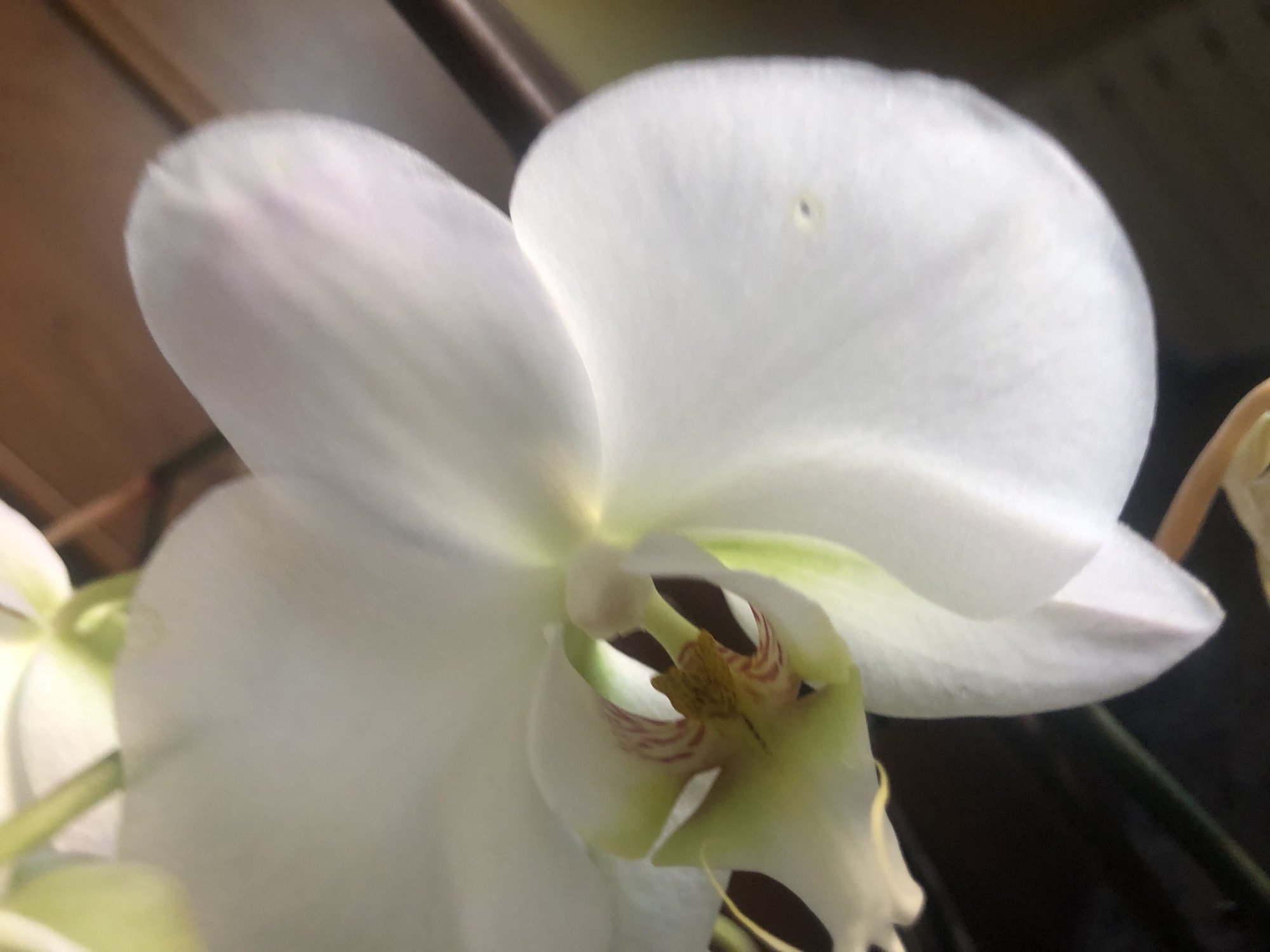 A close-up of a white orchid flower, with visible petals, stamen, and hints of green and brown coloration. The background is blurry and indistinct. The location is unknown.