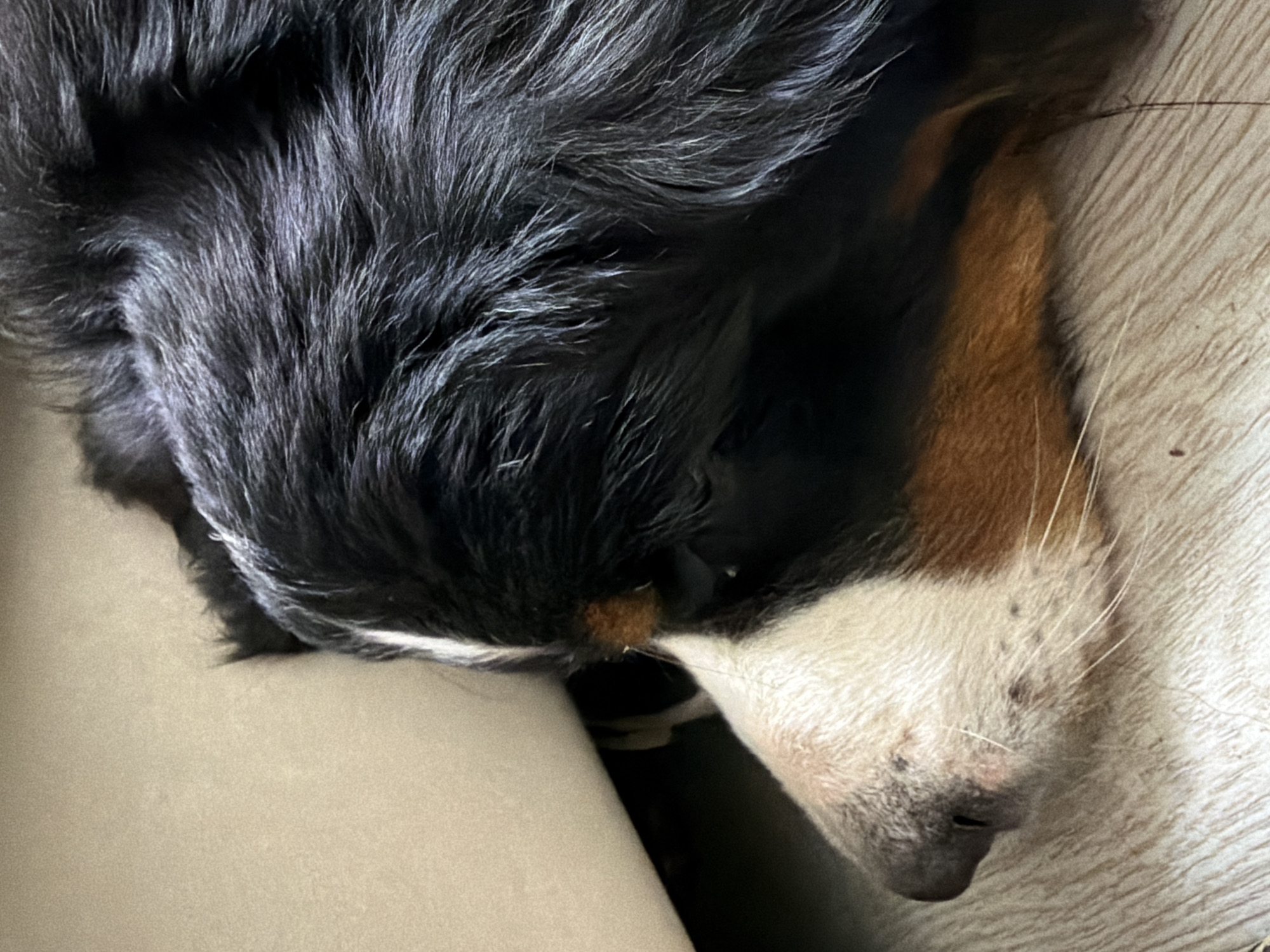 This is a close-up, overhead shot of a Bernese Mountain Dog sleeping. The dog's black fur with white and tan markings is prominent in the image. The dog is curled up, with its head resting on a soft, light-colored surface, possibly a couch or bed. The lighting suggests it is daytime, likely indoors. The dog appears peaceful and relaxed. The scene is intimate and focuses on the comfort and sleep of the animal. No text is visible in the image.