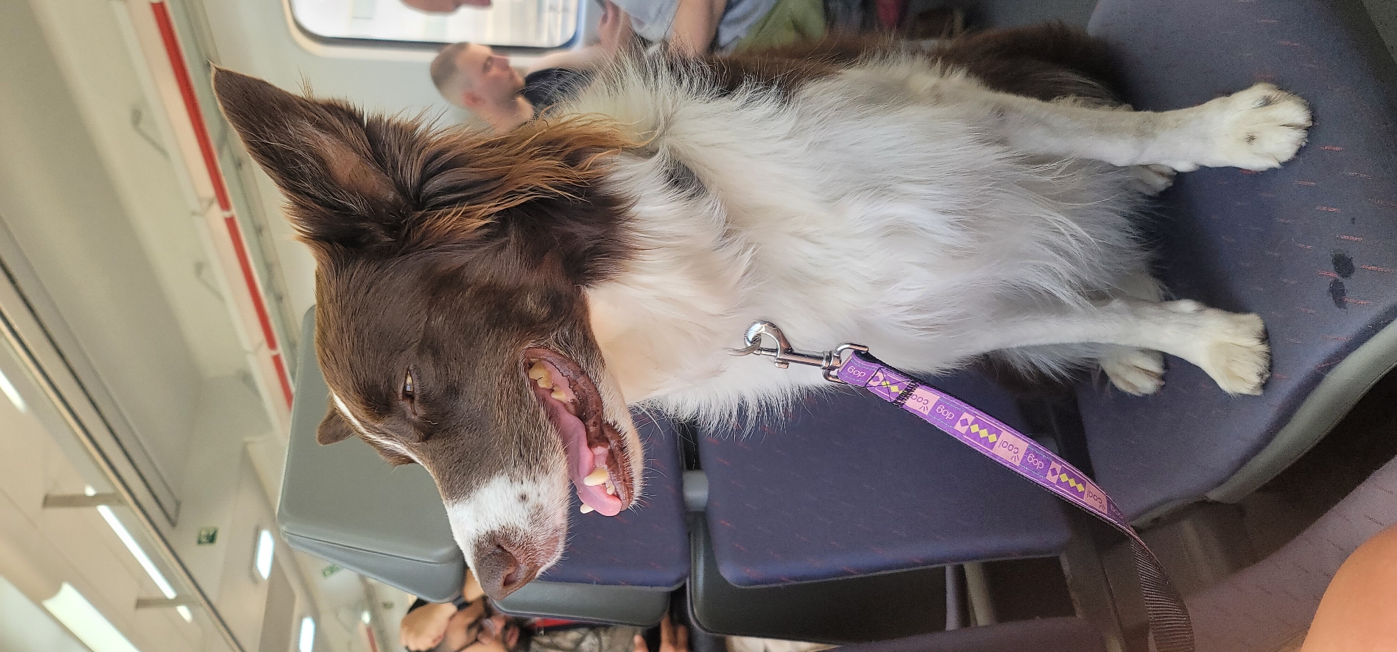 A brown and white Border Collie-type dog is lying relaxed across two train seats, facing the left side of the frame, with its head resting on the edge of the seat. The dog has long, shaggy fur and its mouth is slightly open, showing its pink tongue and teeth, suggesting it might be panting or very relaxed. A purple leash with a chrome clasp is attached to its collar, extending towards the bottom right. The leash has repeating white text that reads "cool dog" and small geometric patterns.
The setting is the interior of a modern train, likely in or near Montgat, Spain. The seats are upholstered in a dark blue or purple fabric. In the background, through the train window, blurred figures of people are visible, with one man's head clearly discernible. The train's interior ceiling is white with horizontal red strips and integrated lighting fixtures. The overall ambiance suggests a calm journey. The dog appears comfortable and at ease during the travel.
