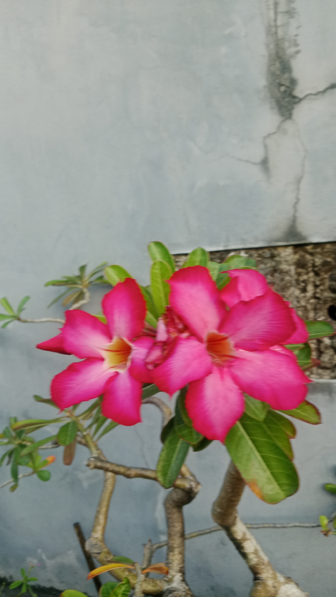 The image depicts two vibrant pink Adenium flowers in bloom, set against a textured gray concrete wall. The flowers are the central focus, with their petals unfurled and a hint of yellow and orange at their centers. They are attached to a plant with thick, woody stems and green leaves. The background wall shows signs of age and weathering, with visible cracks and discoloration. The lighting suggests it is daytime. This scene was captured in Denpasar, Indonesia, likely in a garden or outdoor setting attached to a building. There are no people or animals present in the image.