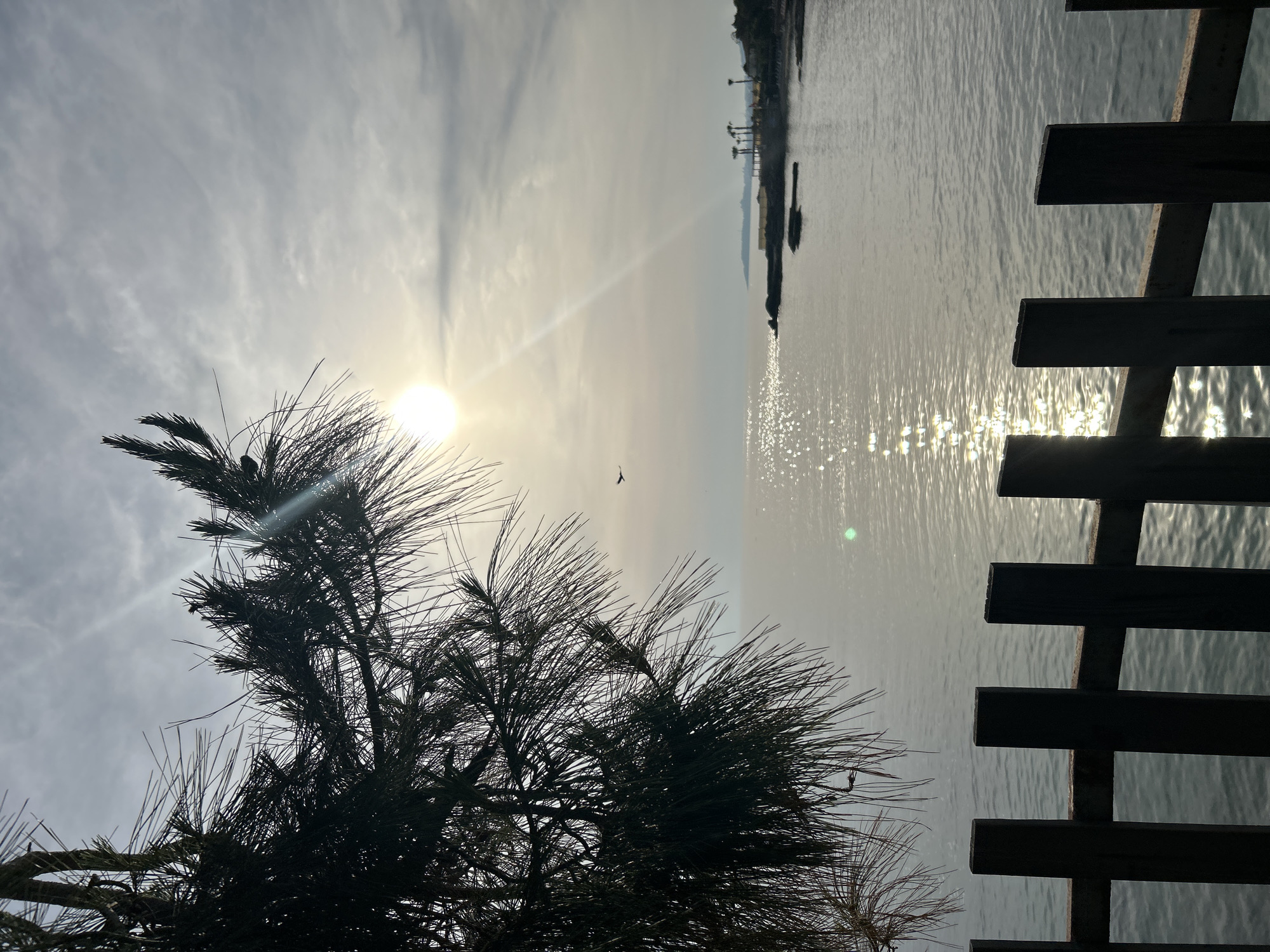 This image depicts a view of the Mediterranean Sea at Alanya, Turkey. The sun is positioned high in the sky, and its glare reflects off the water's surface. A silhouetted tree occupies the lower left corner of the frame, while a wooden fence appears on the right. In the distance, there is a cityscape including structures like cranes. A bird flies above the sea, between the tree and the sun.