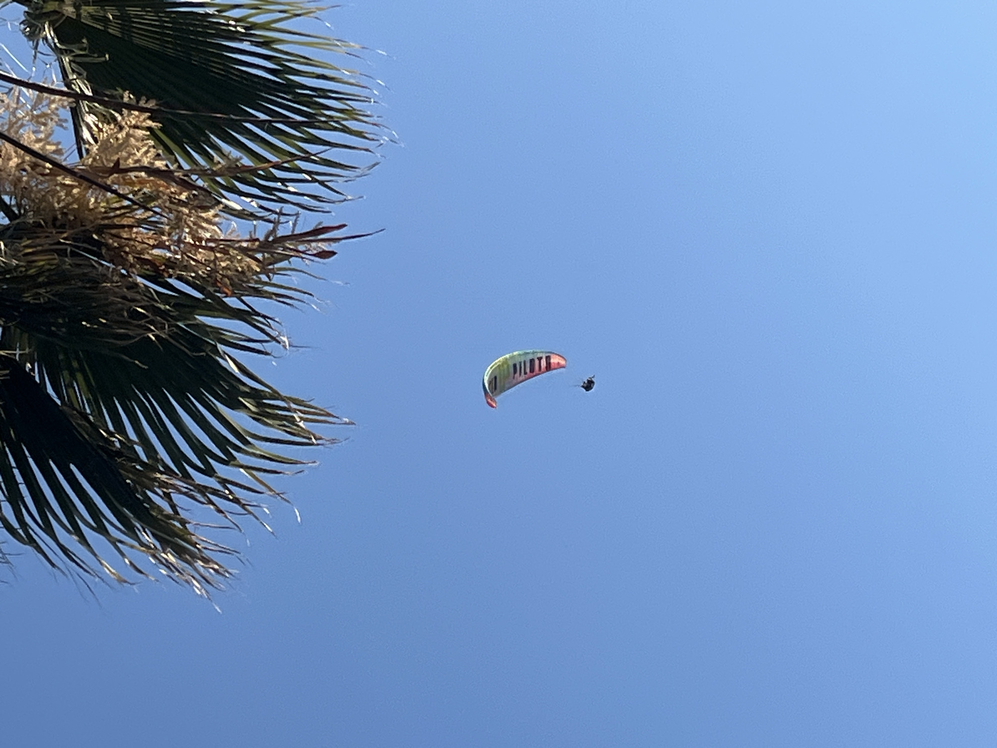 The image shows a paraglider in a clear blue sky. The paraglider's canopy is brightly colored. A person is suspended below the canopy. In the foreground, a palm tree's fronds occupy the left side of the frame. The location is likely Alanya, Turkey, given the presence of paragliding activities.