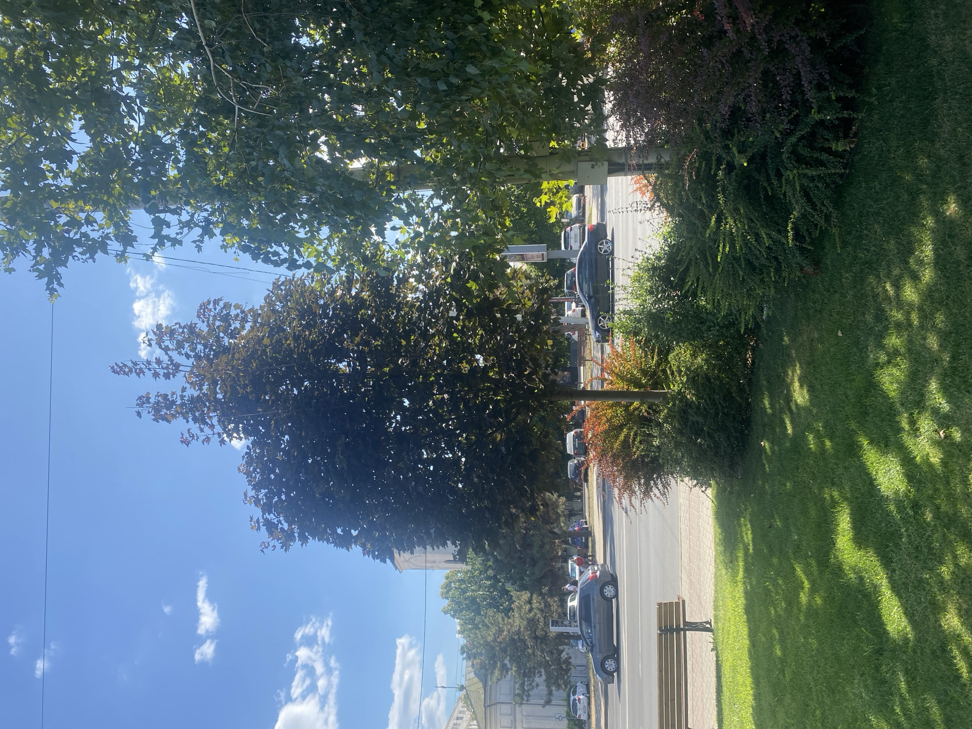 The image depicts a sunny day scene on a city street in Iași, Romania, likely in a well-maintained urban park area adjacent to a road. A lush green lawn with dappled sunlight is in the foreground, with a portion of a wooden park bench visible on the left. Behind the lawn, a row of ornamental shrubs with green and reddish foliage borders a paved walkway. Beyond the walkway is a street with moderate traffic, featuring several cars, including a grey hatchback and a black sedan in motion, and parked vehicles. In the background, various trees, some with dark green foliage and others with lighter green leaves, provide shade. Buildings, including a light-colored, ornate structure with a tower-like element, are visible behind the trees. The sky is a clear blue with scattered white clouds. Overhead, a power line stretches across the frame. The overall impression is a vibrant urban environment with elements of nature integrated into the cityscape.