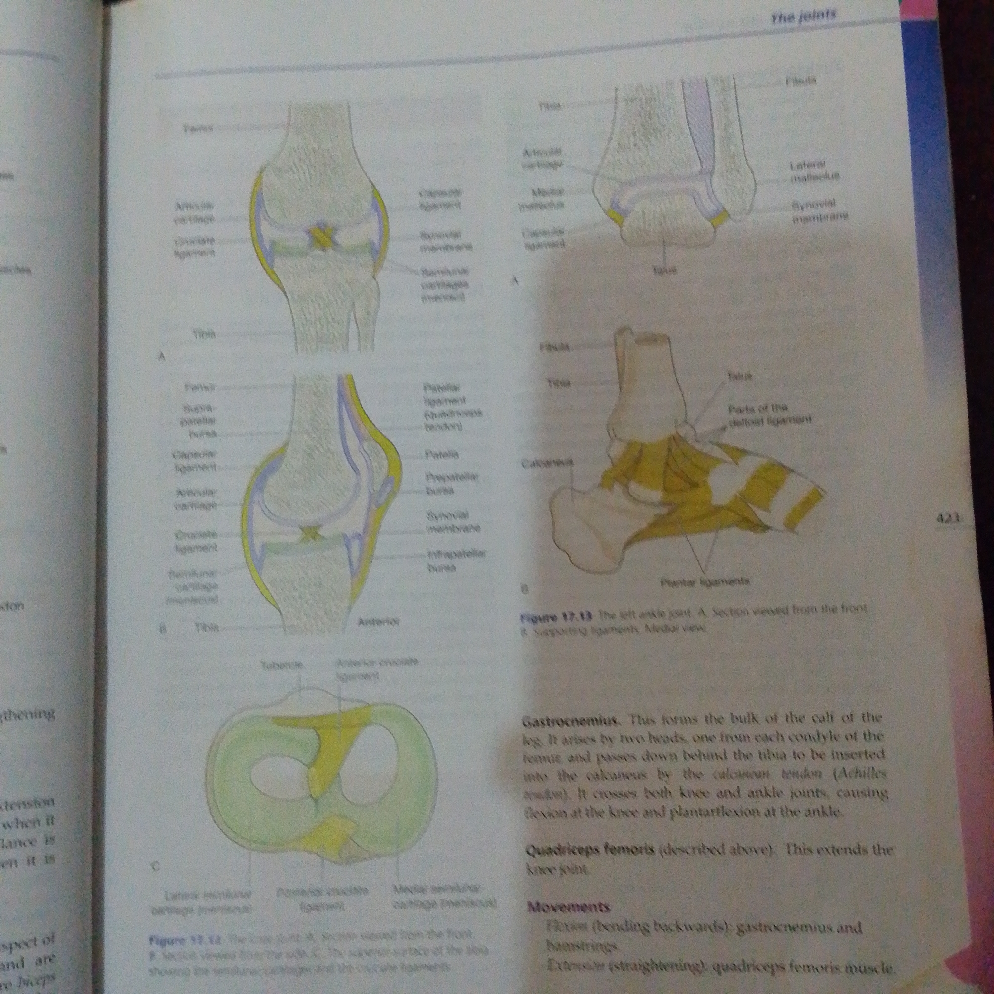 The image is a page from a medical textbook, likely dealing with anatomy and joints. It features several diagrams illustrating the knee and ankle joints. There are labels identifying various parts of these joints, such as cartilage, ligaments, and bones like the tibia, fibula, and patella. Textual descriptions accompany the diagrams, explaining the function of muscles like the gastrocnemius and quadriceps femoris. The page is part of a larger publication, indicated by the page number "423" on the right side. There is no indication of the city of Jalingo, Nigeria, or any elements related to a city.