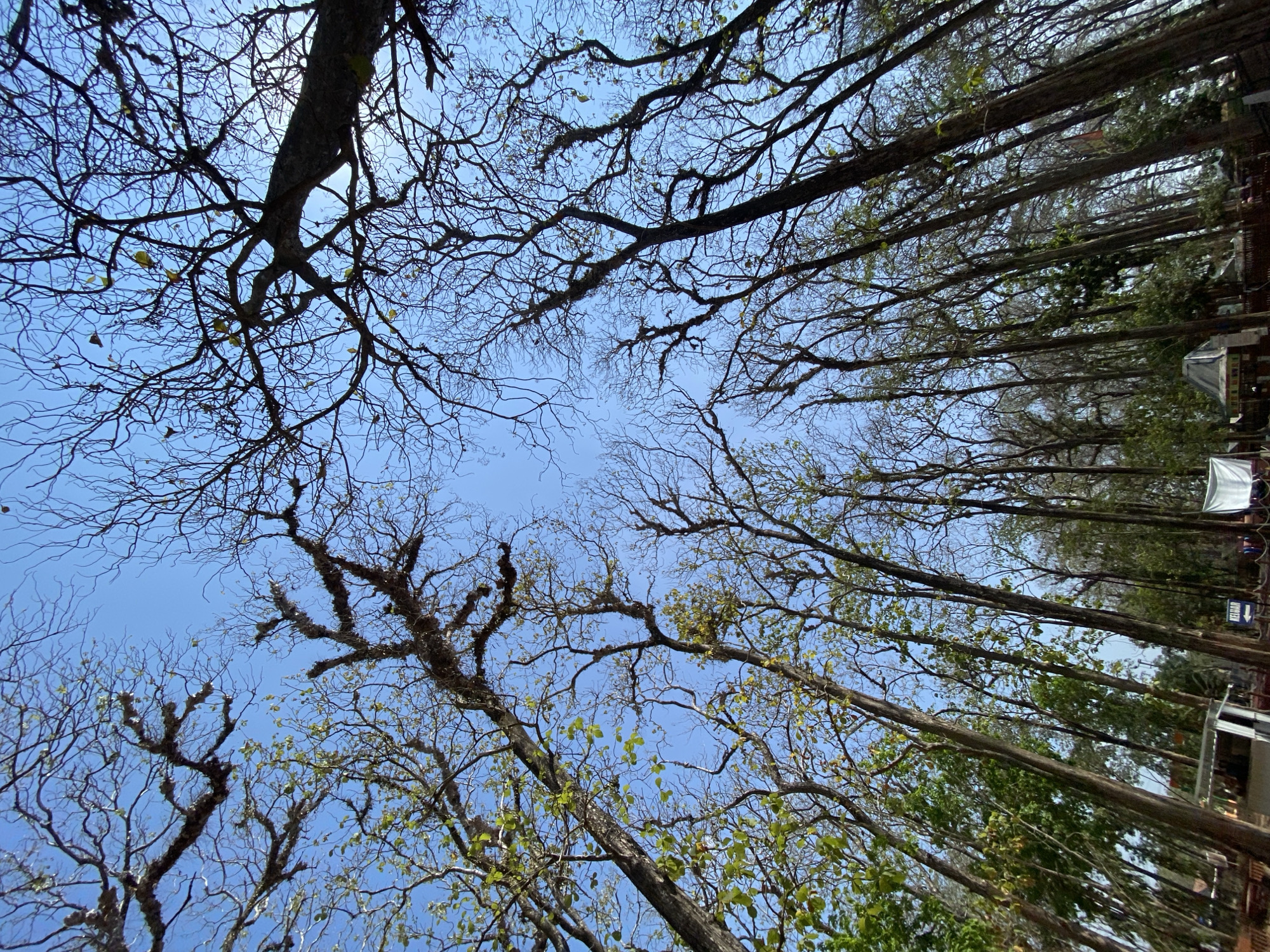 This is a low-angle shot looking up through a forest of tall, slender trees with bare branches and a few sparse green leaves against a clear blue sky. The trees are dense and reach upwards, creating a canopy of intricate, dark lines against the bright sky. In the lower portion of the image, hints of structures and possibly people can be seen between the tree trunks, suggesting a park or outdoor area. The ground is not visible.