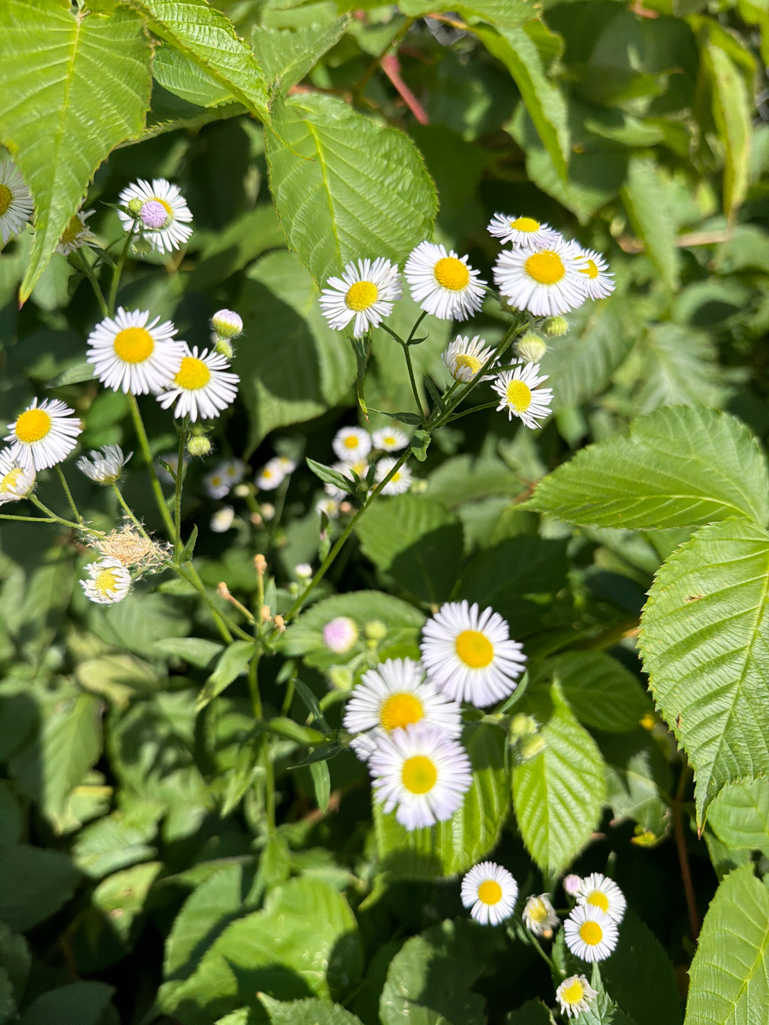 The image depicts a close-up view of a patch of wild daisies with bright yellow centers and white petals, interspersed with lush green foliage. The daisies are in various stages of bloom, with some fully open and others still in bud. The leaves are broad and textured, with visible veins. The scene is illuminated by natural sunlight, casting shadows and highlighting the delicate details of the flowers and leaves. The background is filled with more greenery, suggesting an outdoor natural setting. No people or man-made objects are visible in the image. The specific location in the city of Teterevo, Russia cannot be determined from the visual information provided.