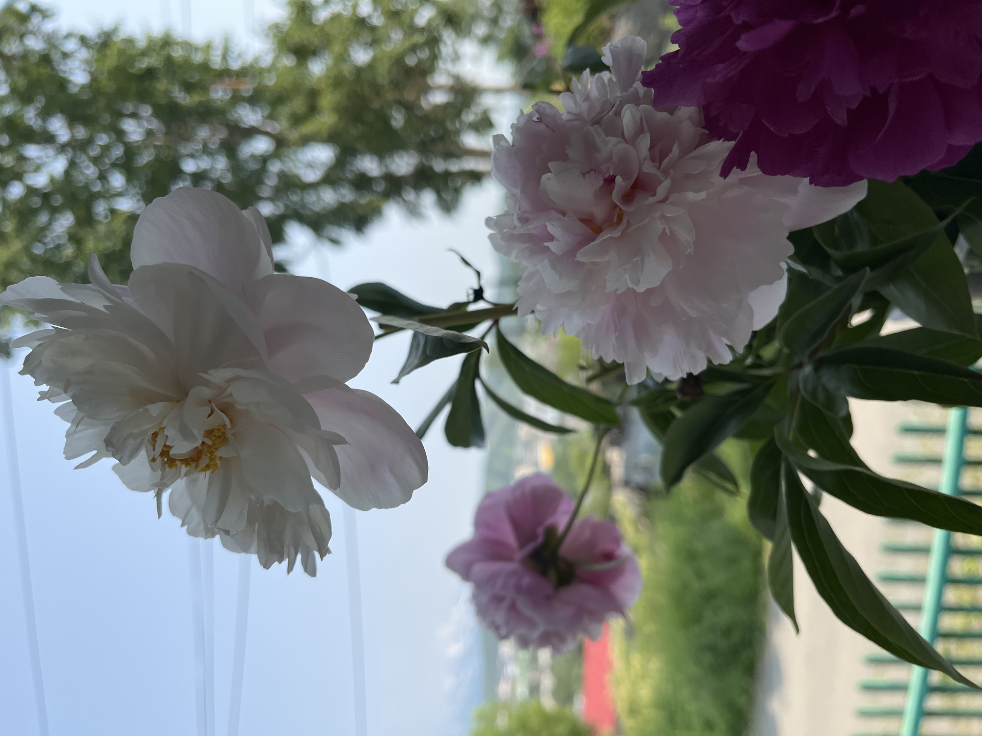 In Petropavlovsk-Kamchatsky, Russia, a close-up shot features several peonies in bloom, positioned in the foreground against a blurred background. A large, white peony with delicate, layered petals and a yellow center is prominent at the top, its bloom extending towards the left. Below and to the right, a lighter pink peony is captured in focus, showcasing its ruffled petals. To the lower right, a dark magenta peony is partially visible, its rich color contrasting with the lighter blooms. In the middle ground and background, out-of-focus elements include green foliage and trees, a hint of a cityscape with red-roofed buildings, and a hazy sky. A green fence with vertical slats is visible along the bottom edge of the frame. The overall scene suggests a bright, possibly outdoor setting, with the flowers likely placed near a window or on a balcony overlooking the city.