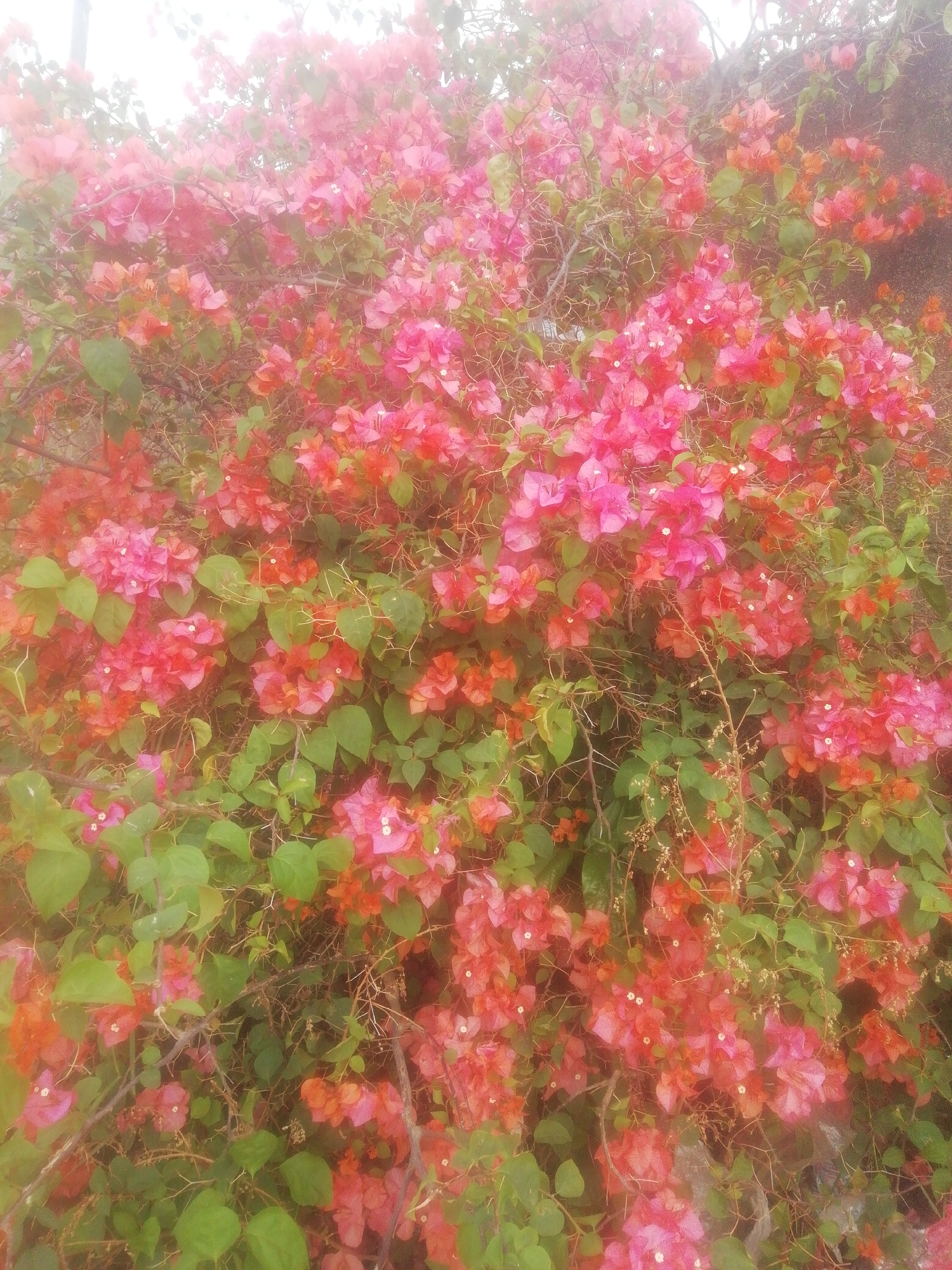 A dense cluster of bougainvillea plants with pink and orange bracts and green leaves fills the frame. The plants appear overgrown and slightly blurred, possibly due to photographic conditions. The location is approximated from visual cues, as I cannot identify the specific location in Ikorodu, Nigeria. No people, subjects, or actions are depicted. The environment suggests a natural or cultivated outdoor setting.