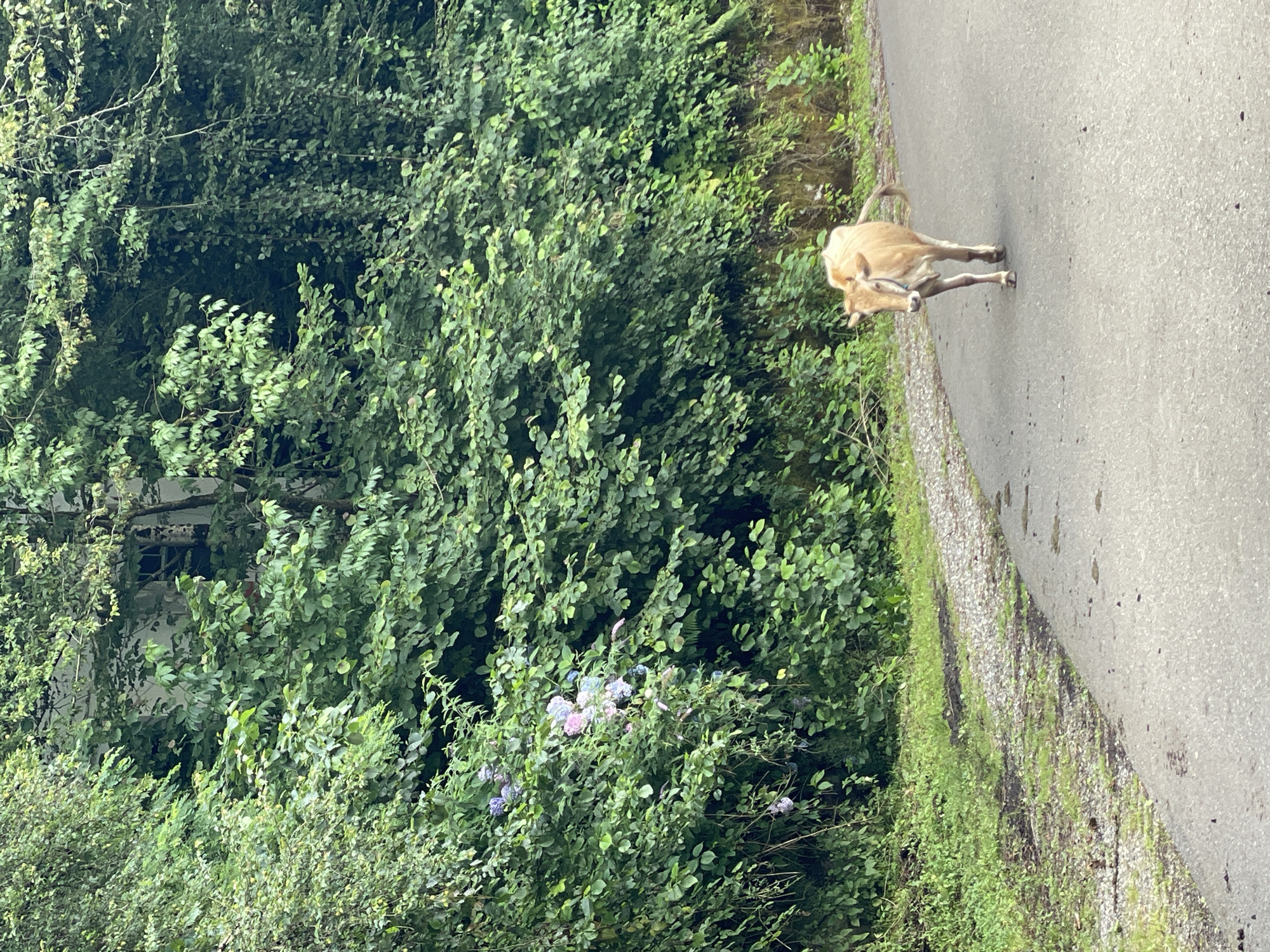 A light brown cow walks down the middle of an asphalt road. The road curves to the right and is bordered by a gravel shoulder on the left. Lush green foliage with some purple and pink flowers covers a hillside to the left of the road. The cow is walking towards the camera and is the only subject in the image. The scene appears to be in a rural or natural setting.