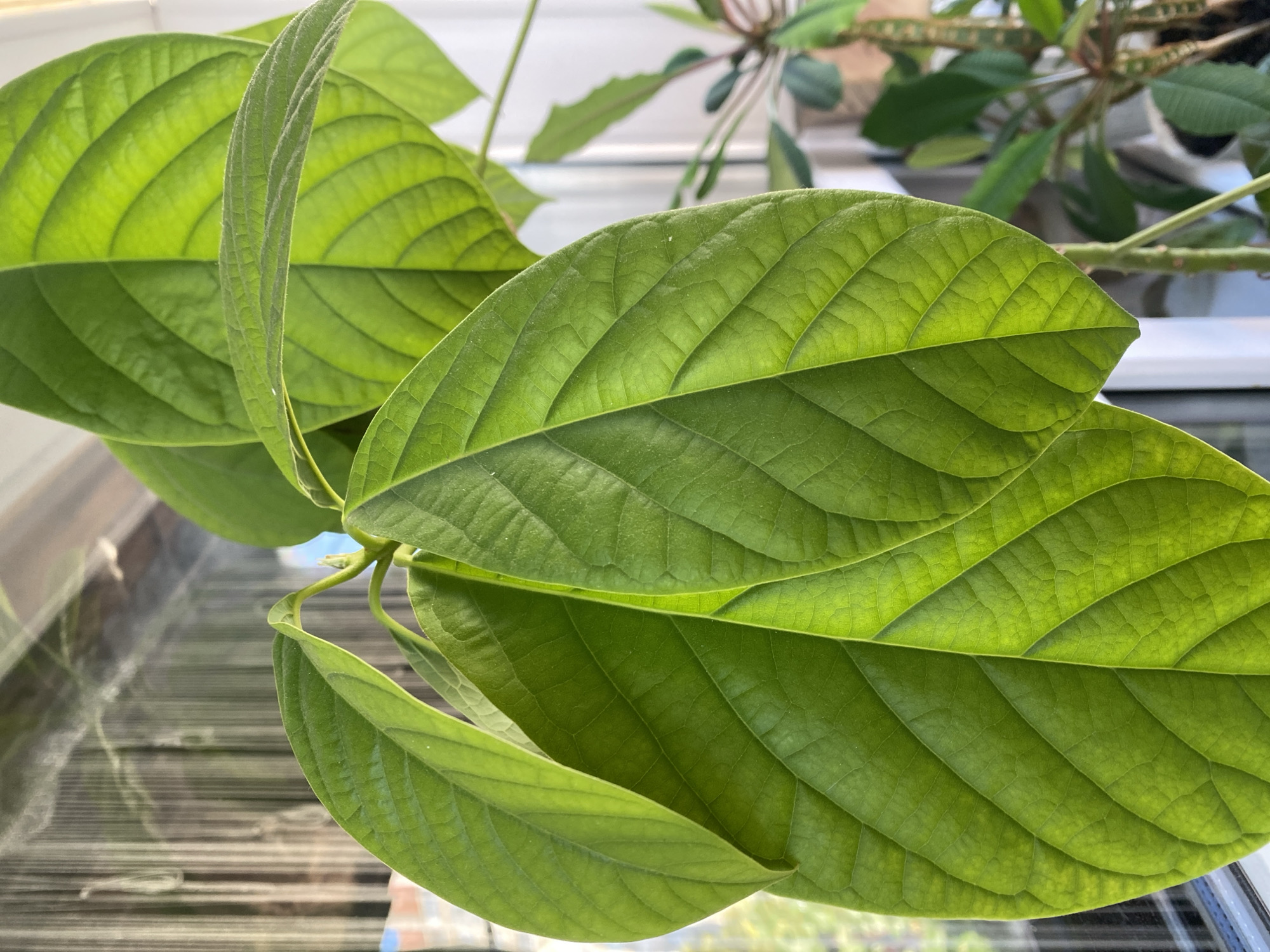 An outdoor, close-up, eye-level, vertical, medium shot shows the bright green, veined leaves of an avocado plant. The leaves are the primary subject, with the largest leaf in the foreground, slightly to the left. Its surface is textured with prominent, raised veins that create a ridged pattern. The leaf is illuminated from behind by sunlight, making its translucence apparent and highlighting the vein structure. Another leaf is visible to the right and behind the main leaf, also showing similar veining. The background is blurred and out of focus. Through the leaves, a window with vertical blinds is visible, suggesting the plant is indoors and near a window. In the further background, another plant with reddish-brown stems and green leaves is present, along with white curtains. There are no people or animals in the image. The scene is well-lit, with natural light emphasizing the vibrant green color of the leaves. The overall impression is of a healthy, well-maintained houseplant thriving near a window. The location is not specified in the image or metadata.